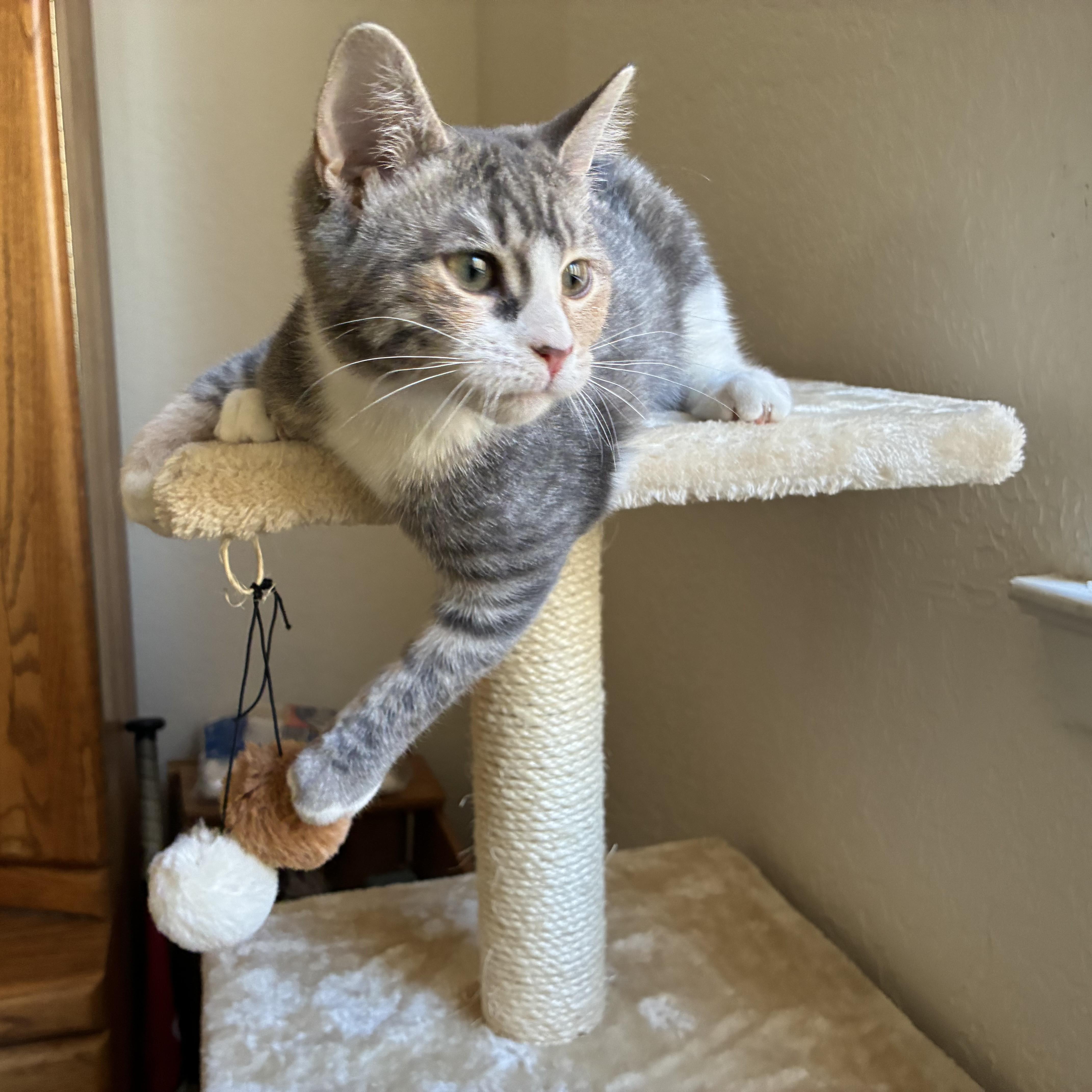 Enlarge Squeaky, a ADOPTABLE mixed breed in Albuquerque, NM image 2/2