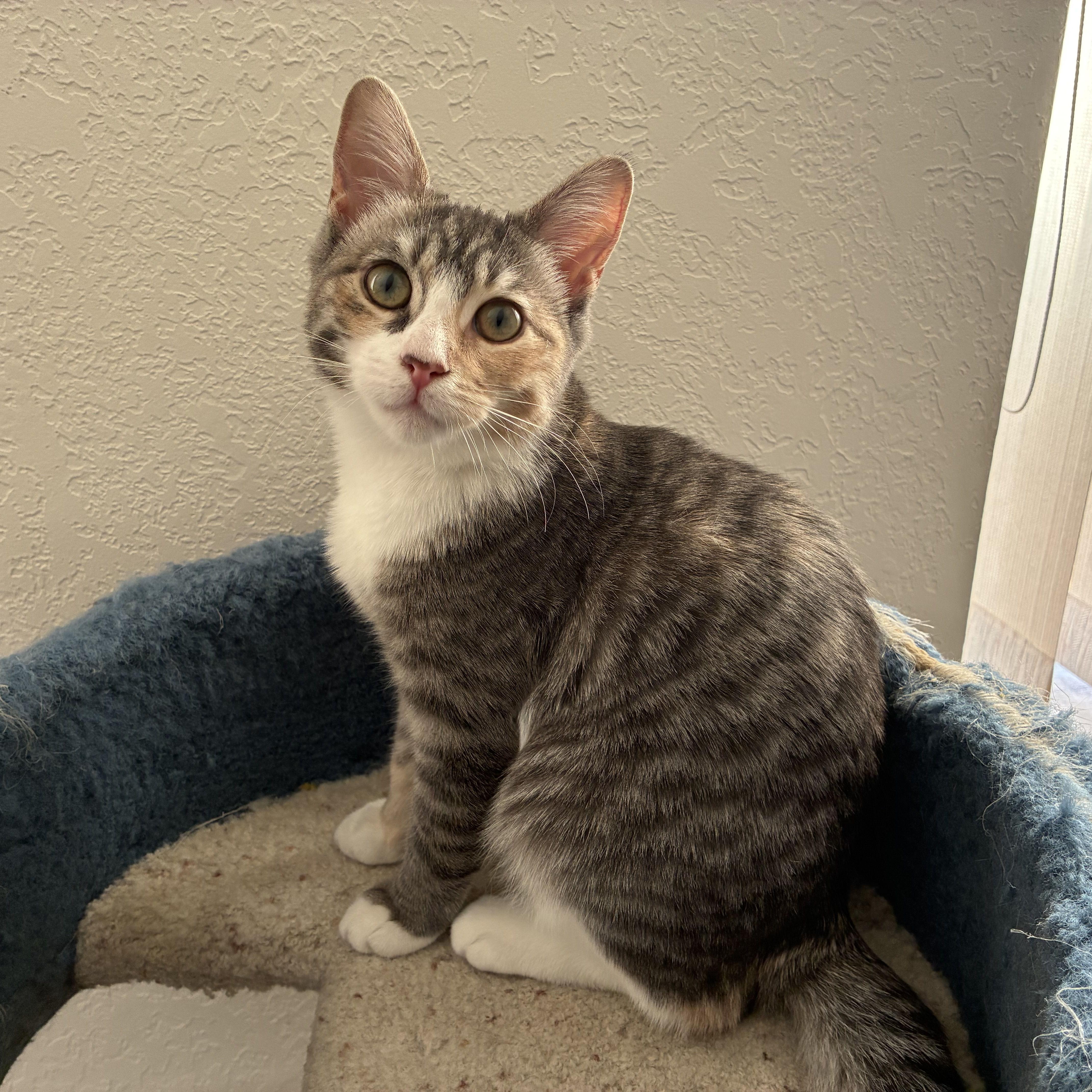 Squeaky, ADOPTABLE, Kitten Female Calico & Tabby.