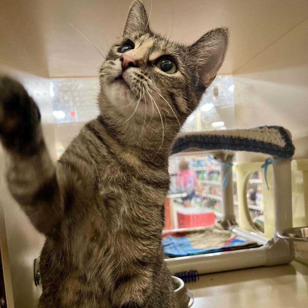 Enlarge Whiskers, a Adoptable Domestic Short Hair in Mount Laurel, NJ image 1/6