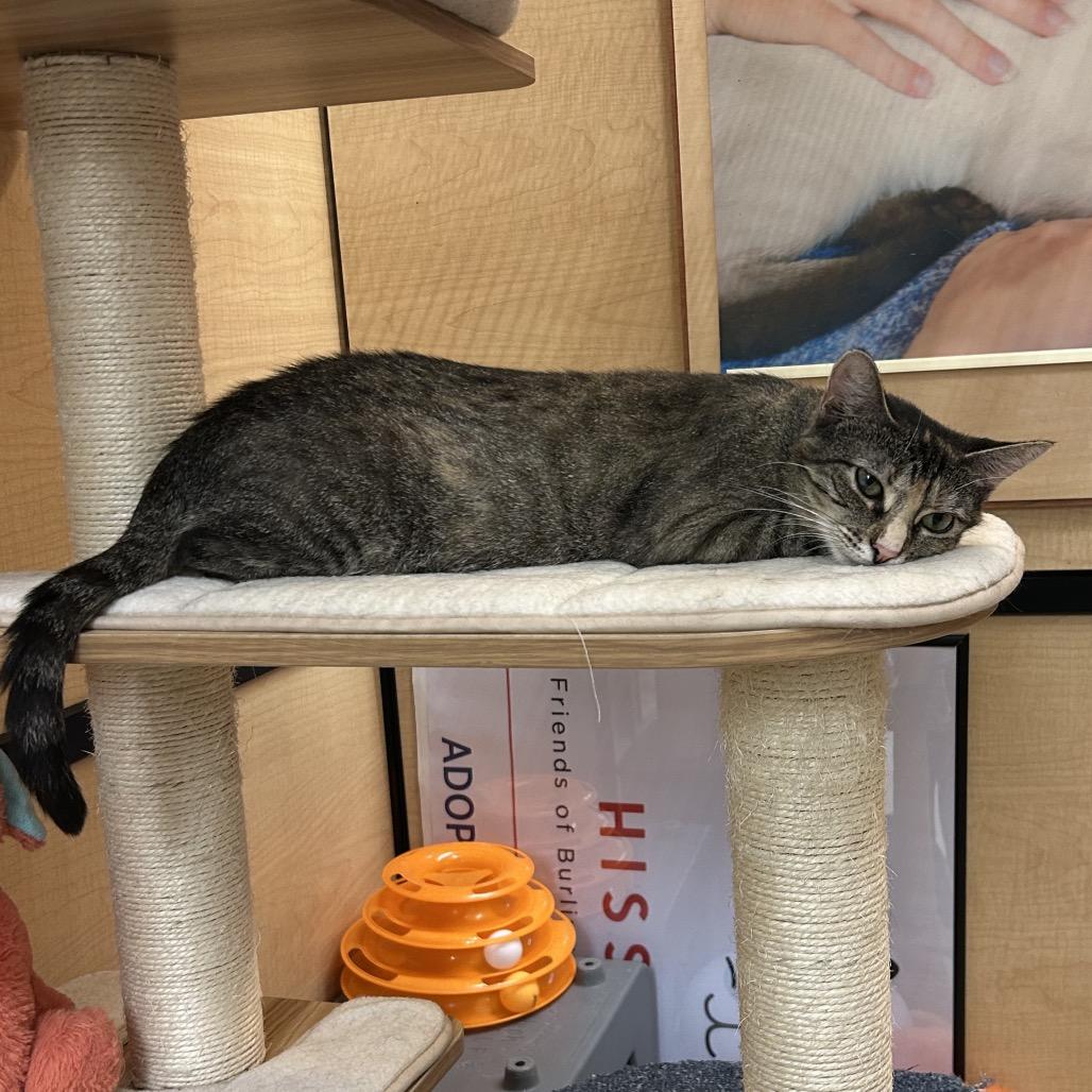 Enlarge Whiskers, a Adoptable Domestic Short Hair in Mount Laurel, NJ image 2/6