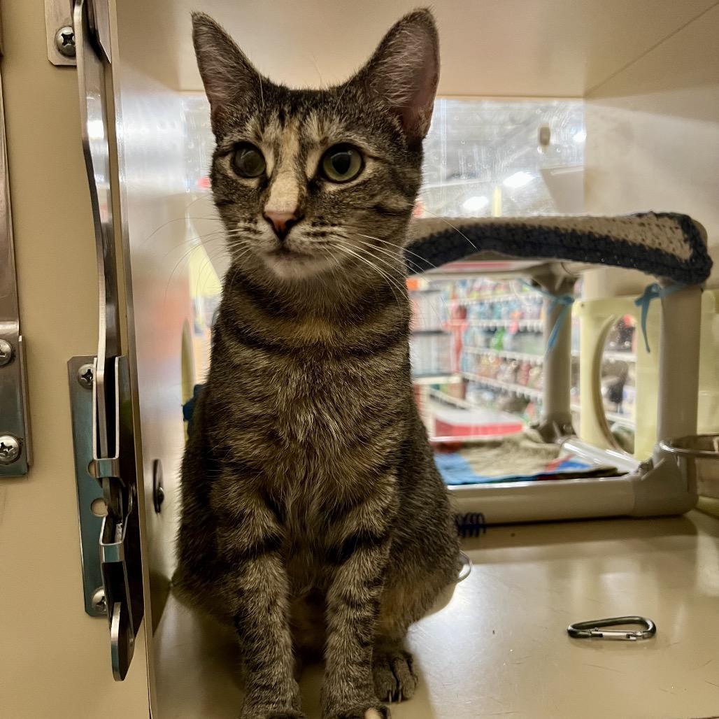 Enlarge Whiskers, a Adoptable Domestic Short Hair in Mount Laurel, NJ image 3/6