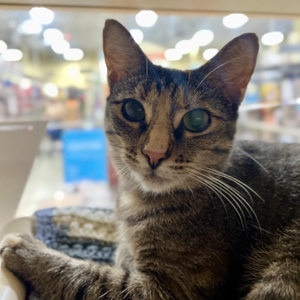 Enlarge Whiskers, a Adoptable Domestic Short Hair in Mount Laurel, NJ image 4/6
