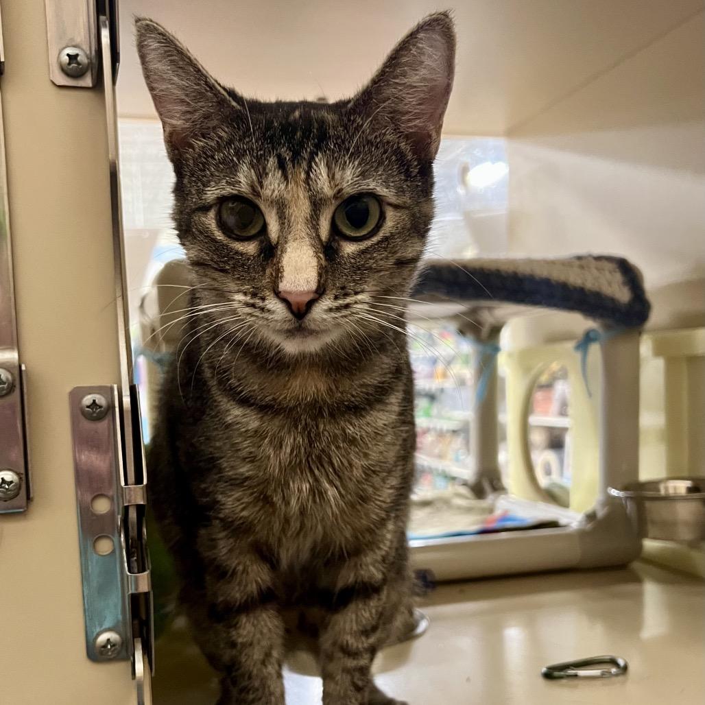 Enlarge Whiskers, a Adoptable Domestic Short Hair in Mount Laurel, NJ image 5/6