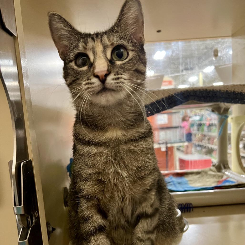 Enlarge Whiskers, a Adoptable Domestic Short Hair in Mount Laurel, NJ image 6/6
