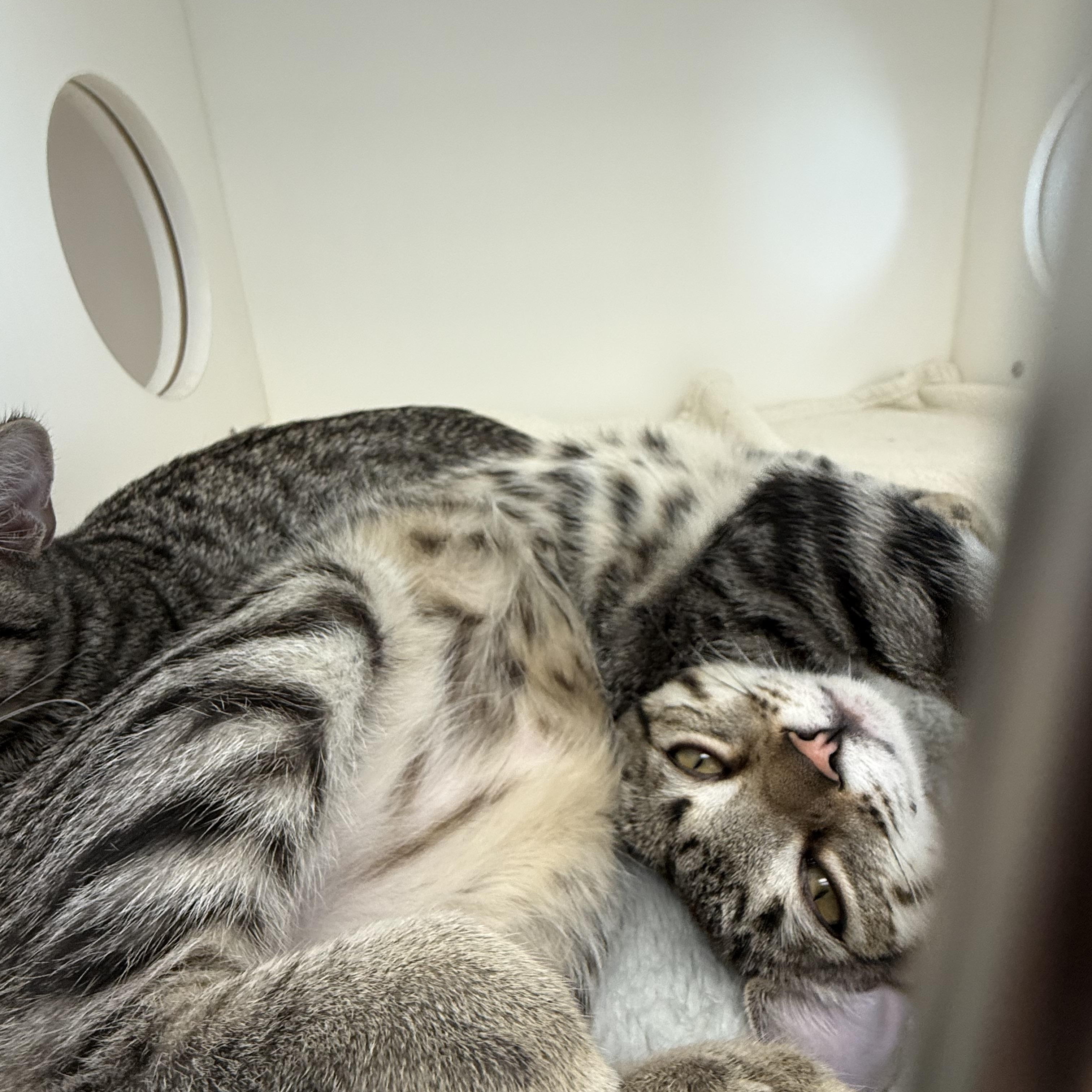 Enlarge Diesel, a Adoptable Tabby in Newport Beach, CA image 2/4