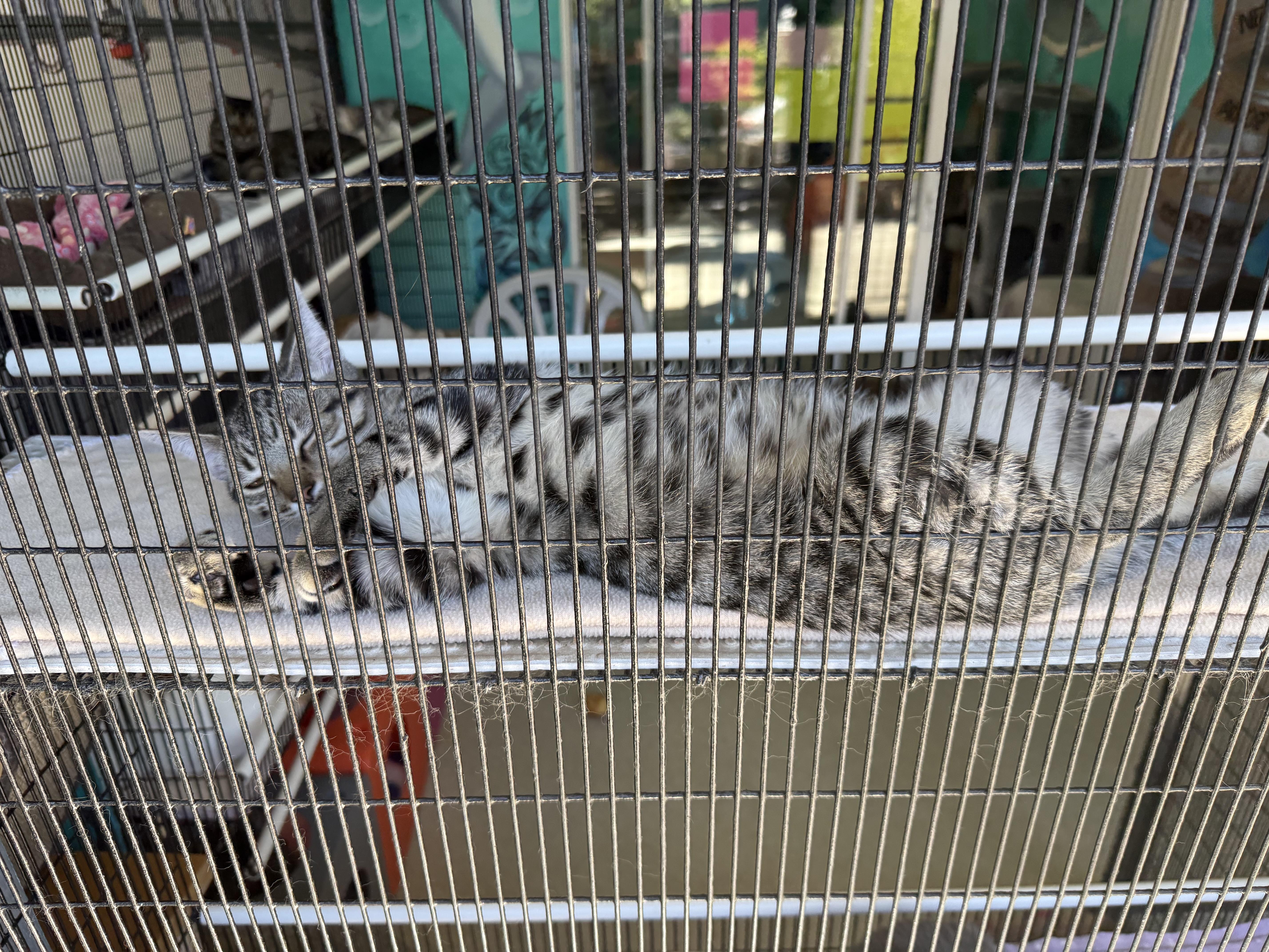 Enlarge Diesel, a Adoptable Tabby in Newport Beach, CA image 4/4