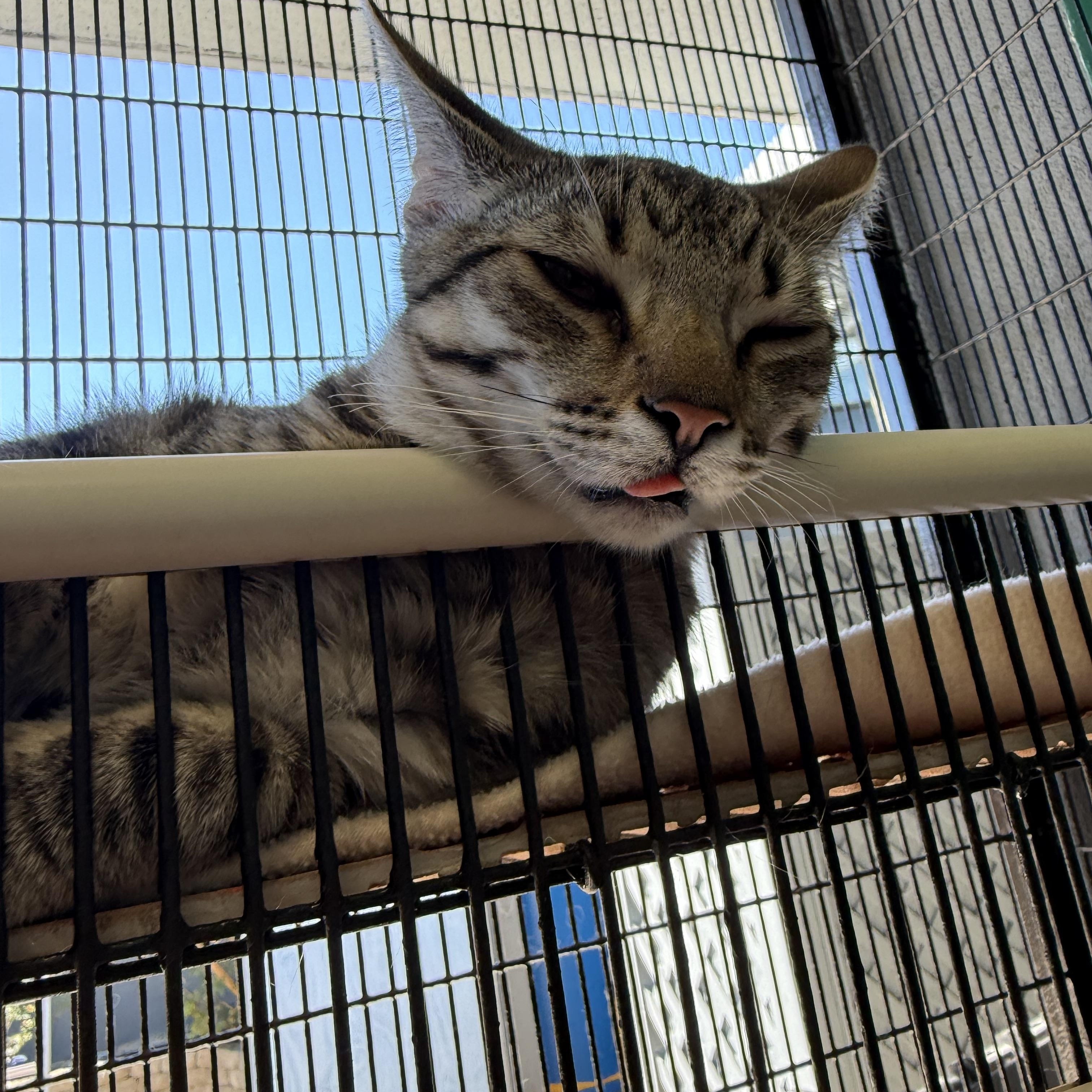 Enlarge Diesel, a Adoptable Tabby in Newport Beach, CA image 3/4