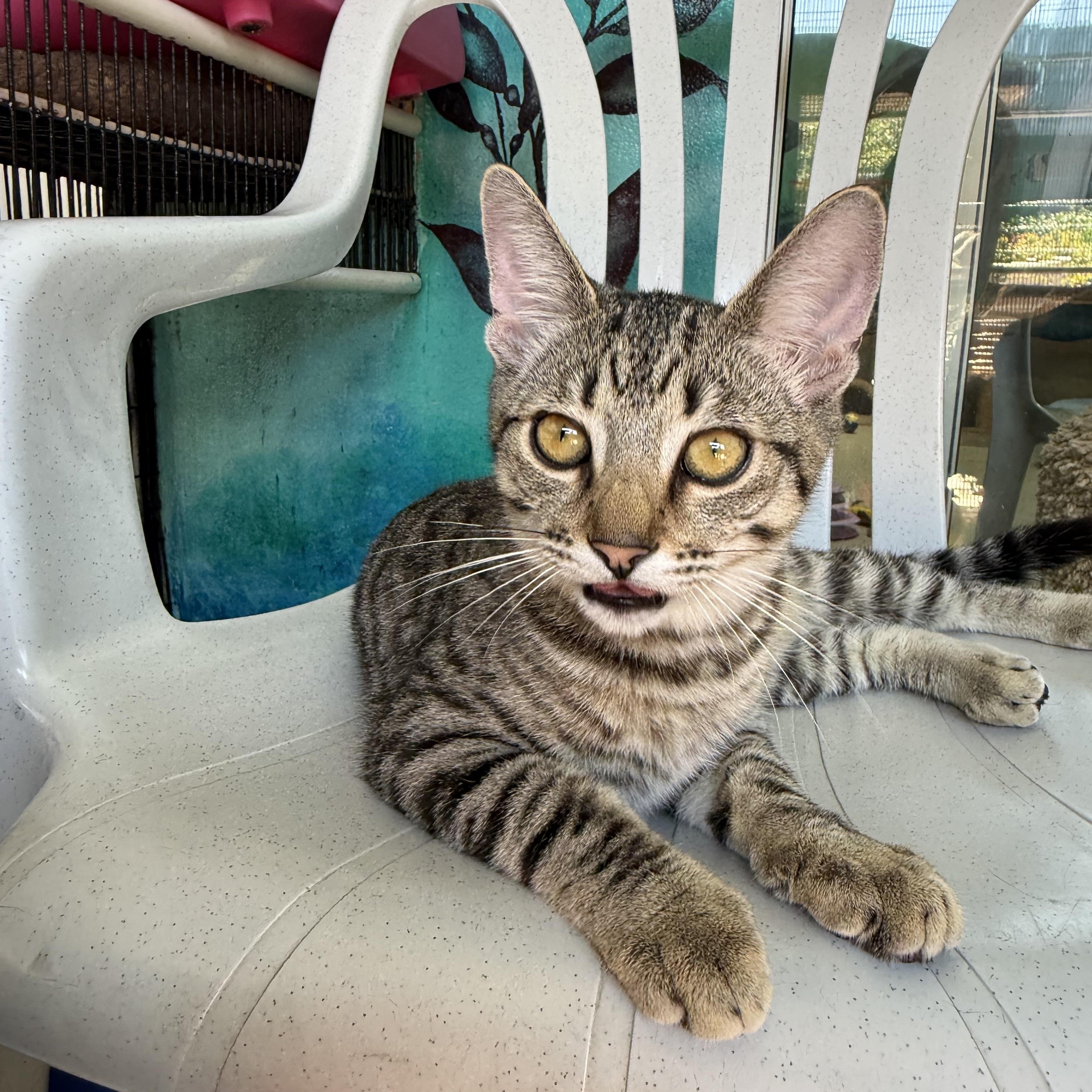 Diesel, Adoptable, Young Male Tabby.