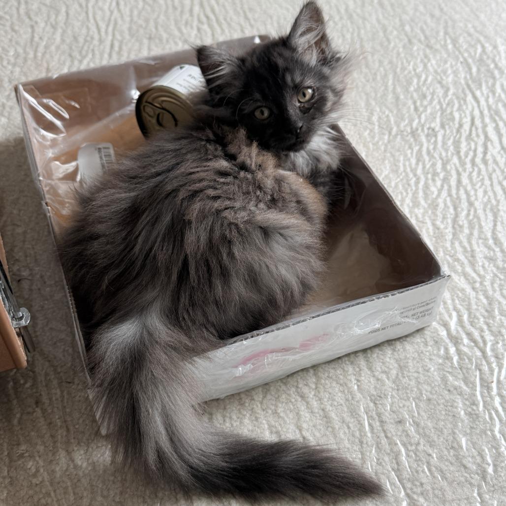 Carwyn, Adoptable, Kitten Female Domestic Medium Hair.