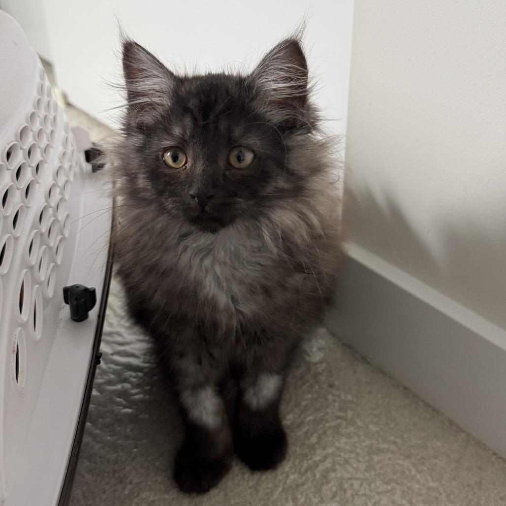 Carwyn, a Adoptable Domestic Medium Hair in Abbotsford, BC image 2/5