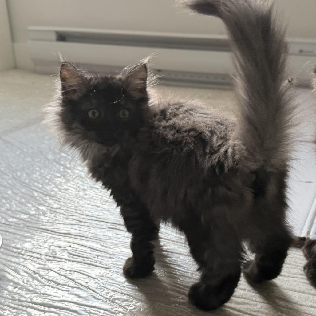 Carwyn, a Adoptable Domestic Medium Hair in Abbotsford, BC image 3/5