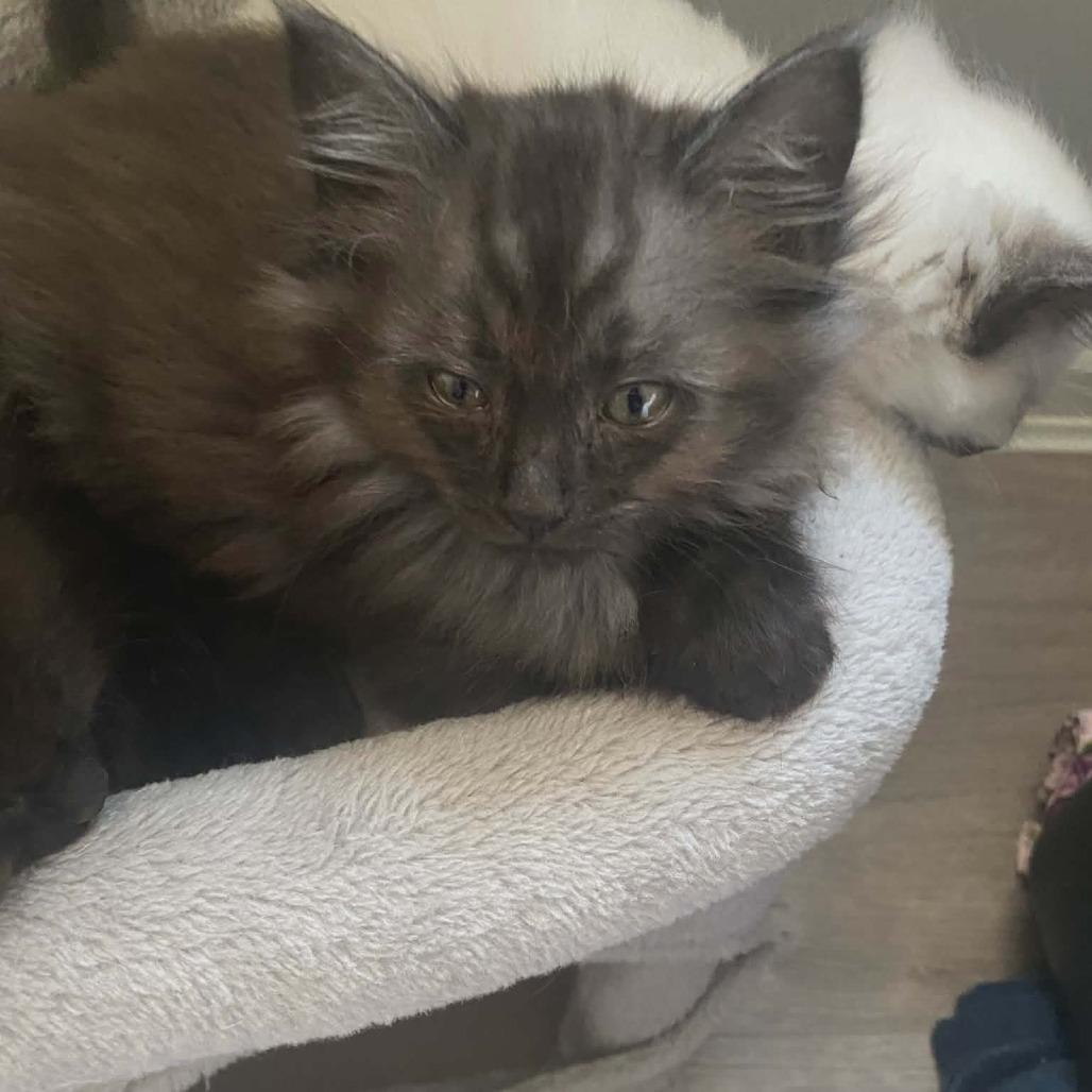 Carwyn, a Adoptable Domestic Medium Hair in Abbotsford, BC image 4/5