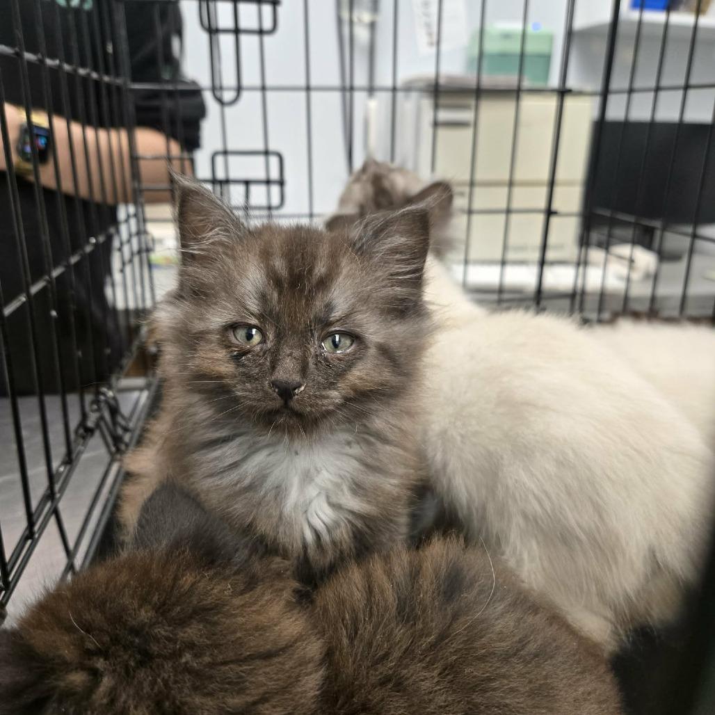 Carwyn, a Adoptable Domestic Medium Hair in Abbotsford, BC image 5/5