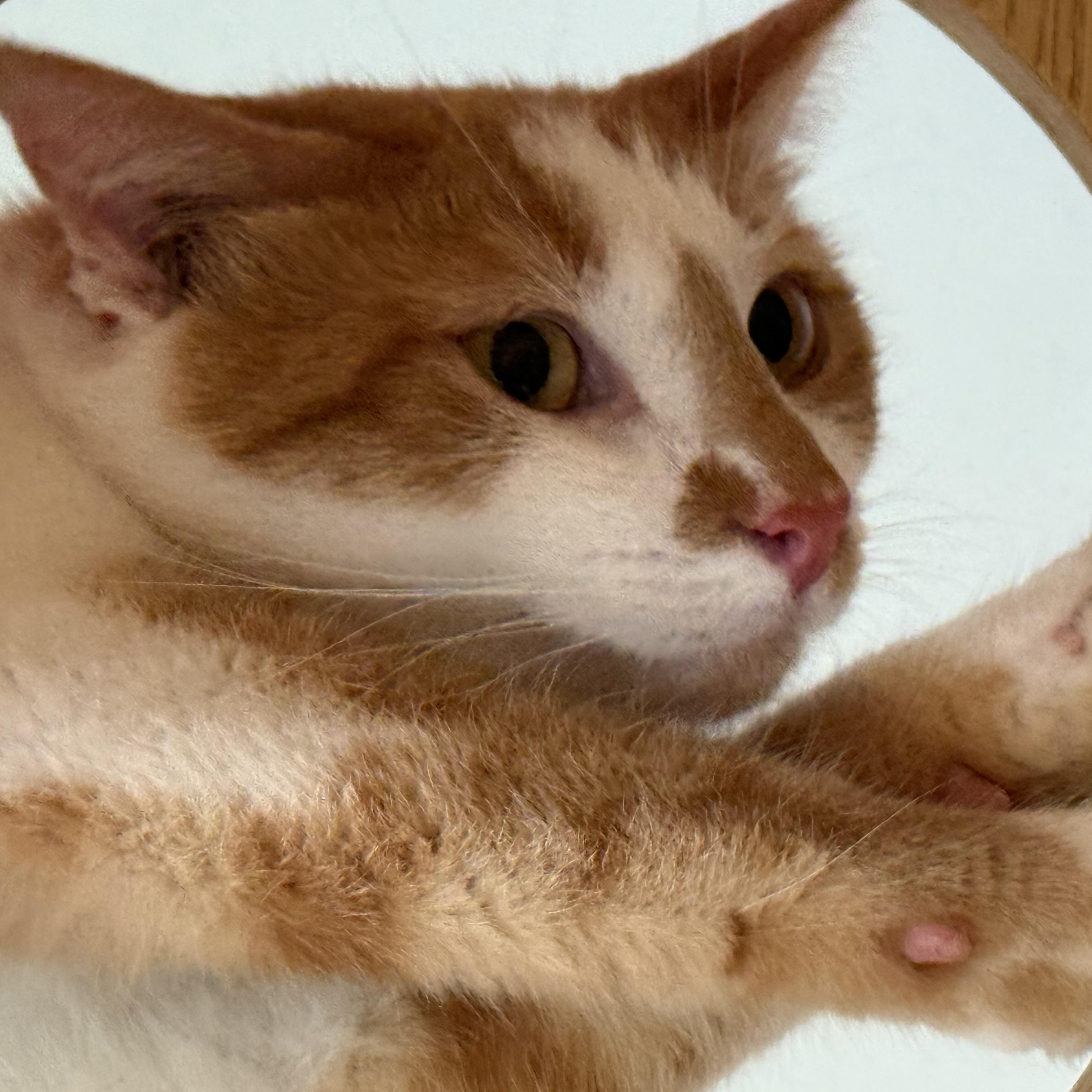 Enlarge Sour Patch, a ADOPTABLE Domestic Short Hair in Joliet, IL image 2/2