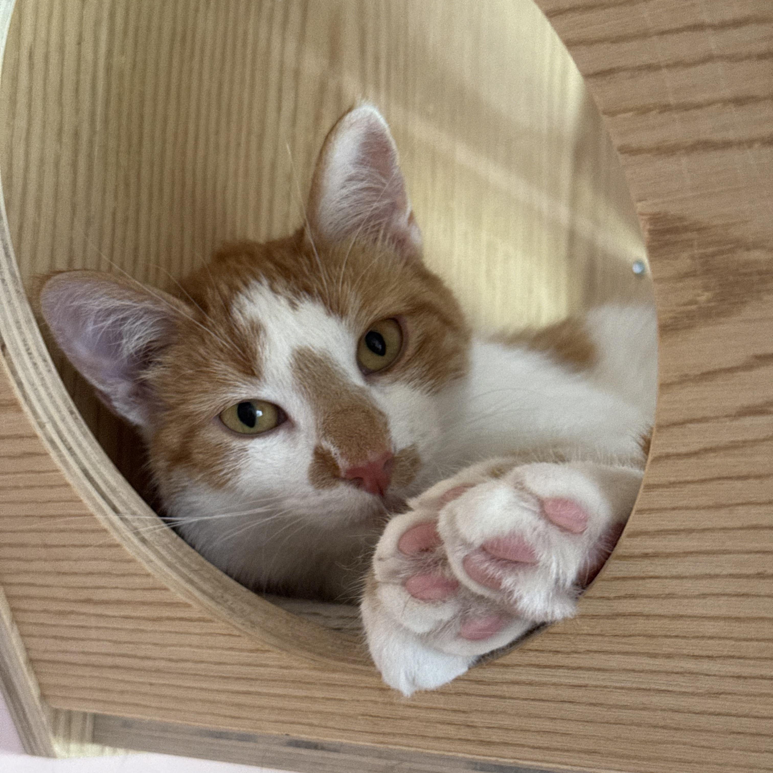 Sour Patch, ADOPTABLE, Young Male Domestic Short Hair.