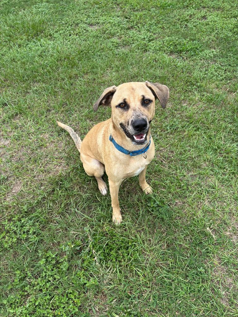 Enlarge Klaus, a Adoptable Mixed Breed in Ocala, FL image 1/6