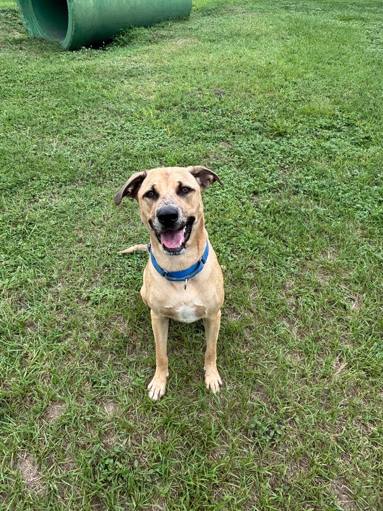 Enlarge Klaus, a Adoptable Mixed Breed in Ocala, FL image 2/6