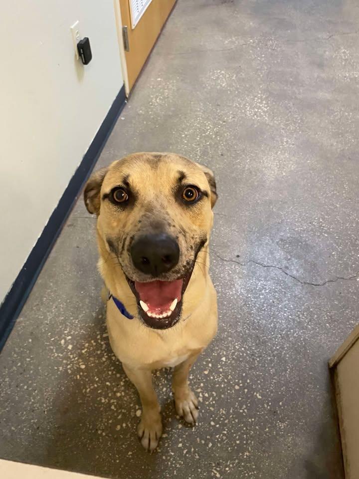 Enlarge Klaus, a Adoptable Mixed Breed in Ocala, FL image 3/6