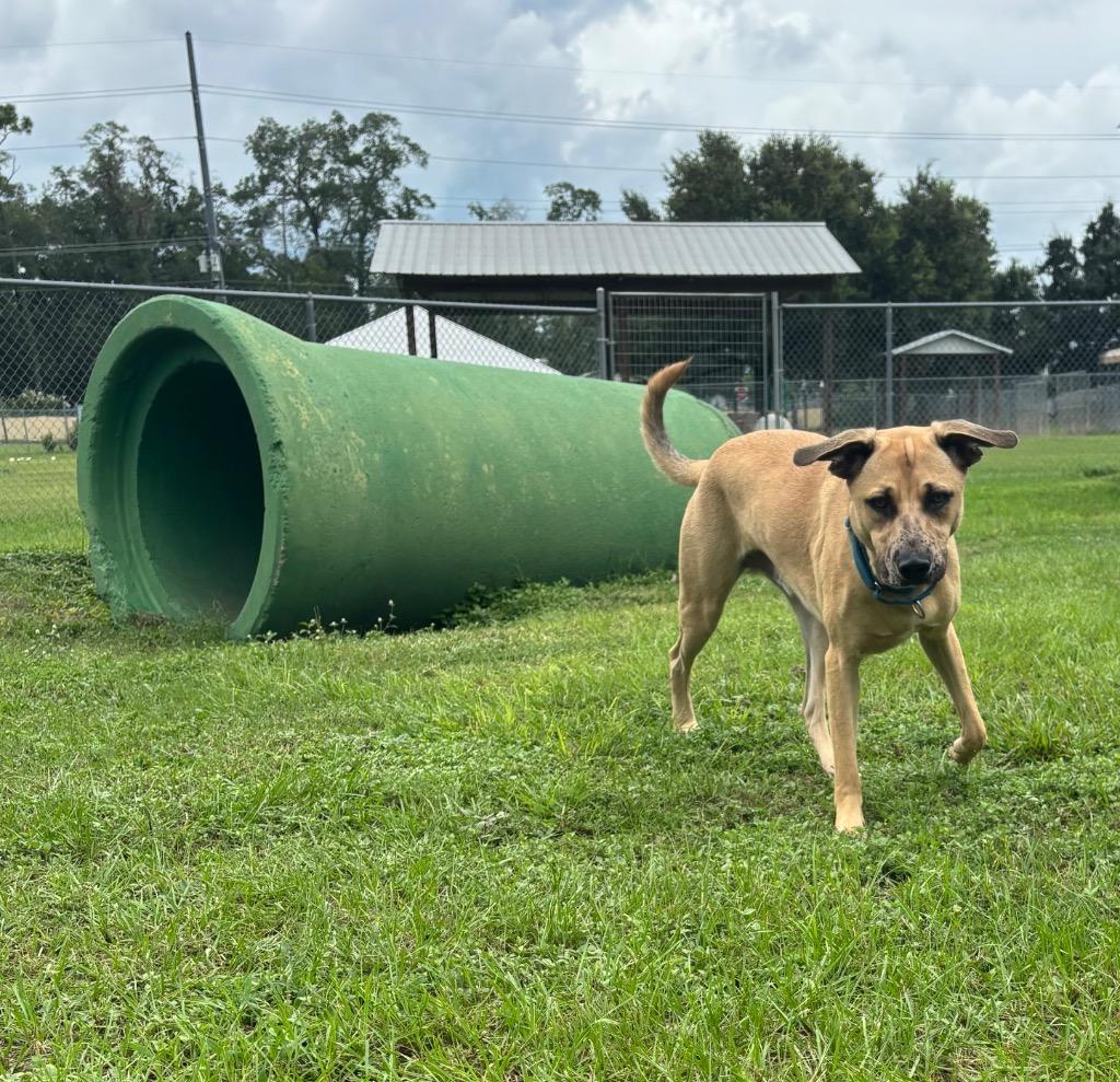 Enlarge Klaus, a Adoptable Mixed Breed in Ocala, FL image 4/6