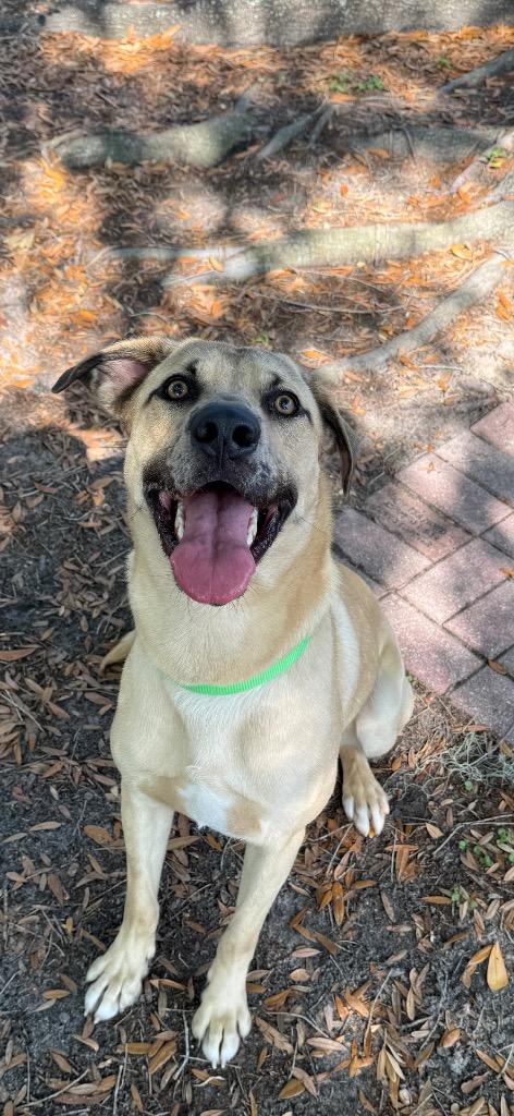 Enlarge Klaus, a Adoptable Mixed Breed in Ocala, FL image 5/6