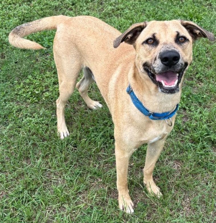 Enlarge Klaus, a Adoptable Mixed Breed in Ocala, FL image 6/6