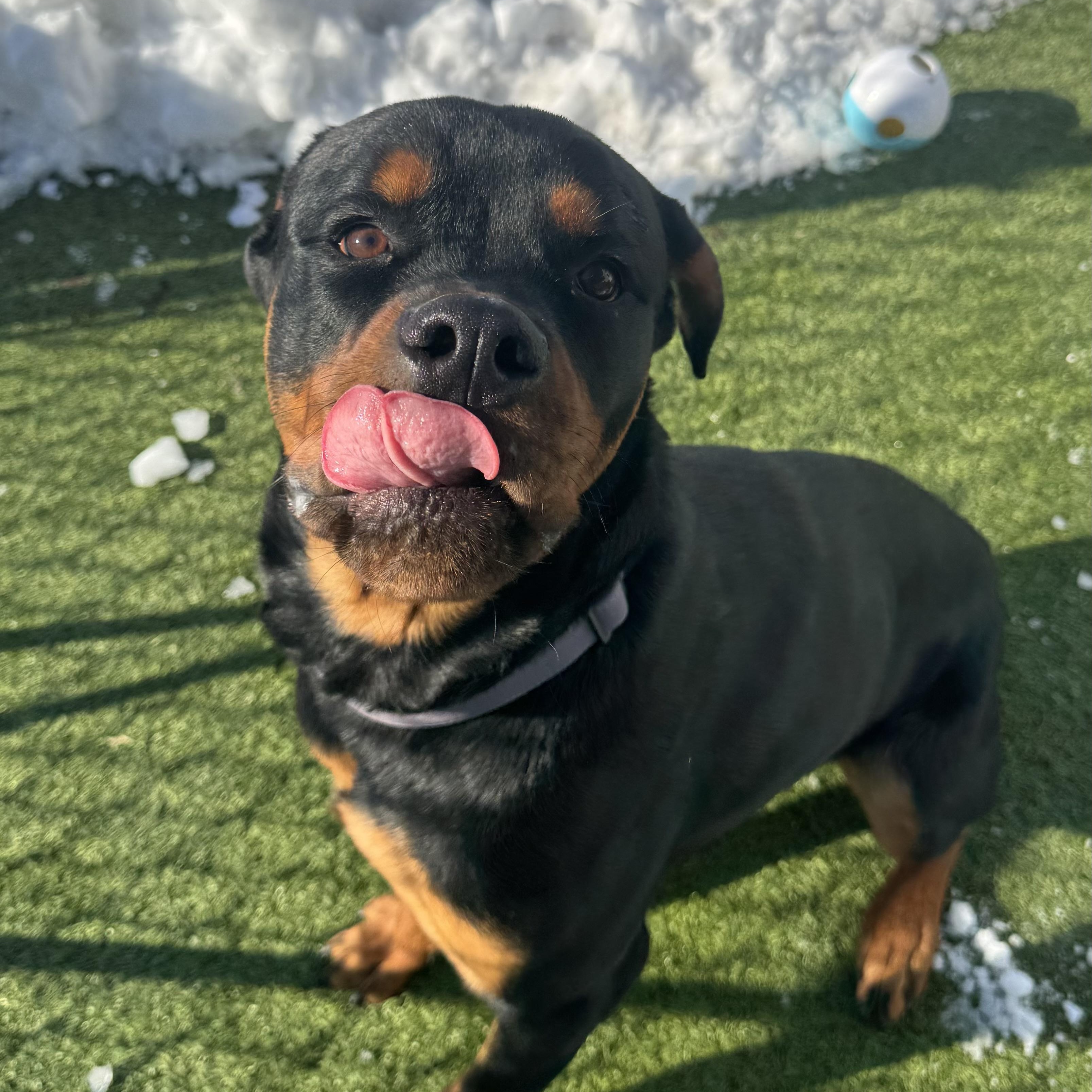 Enlarge Ace, an adopted Rottweiler in Fall River, MA image 3/4