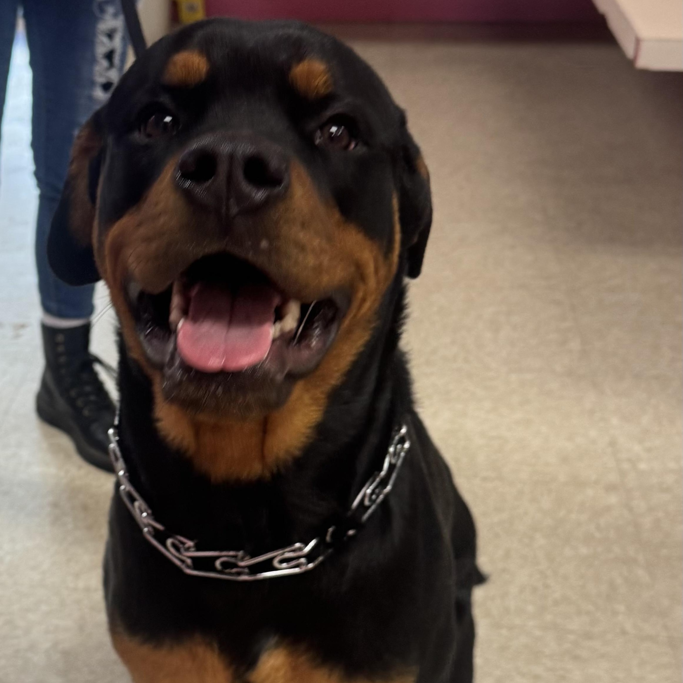 Ace, adopted, Puppy Male Rottweiler.