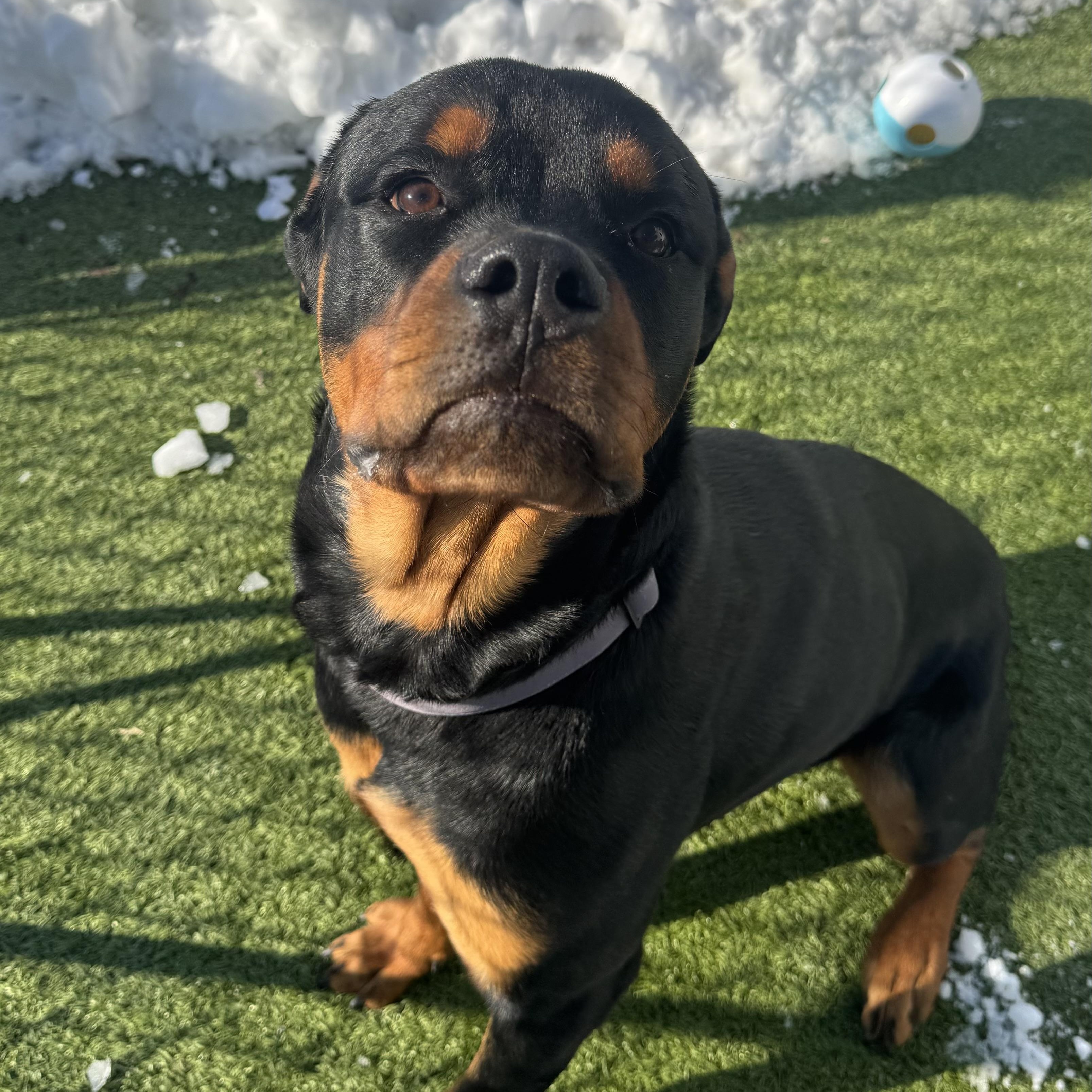 Enlarge Ace, an adopted Rottweiler in Fall River, MA image 2/4