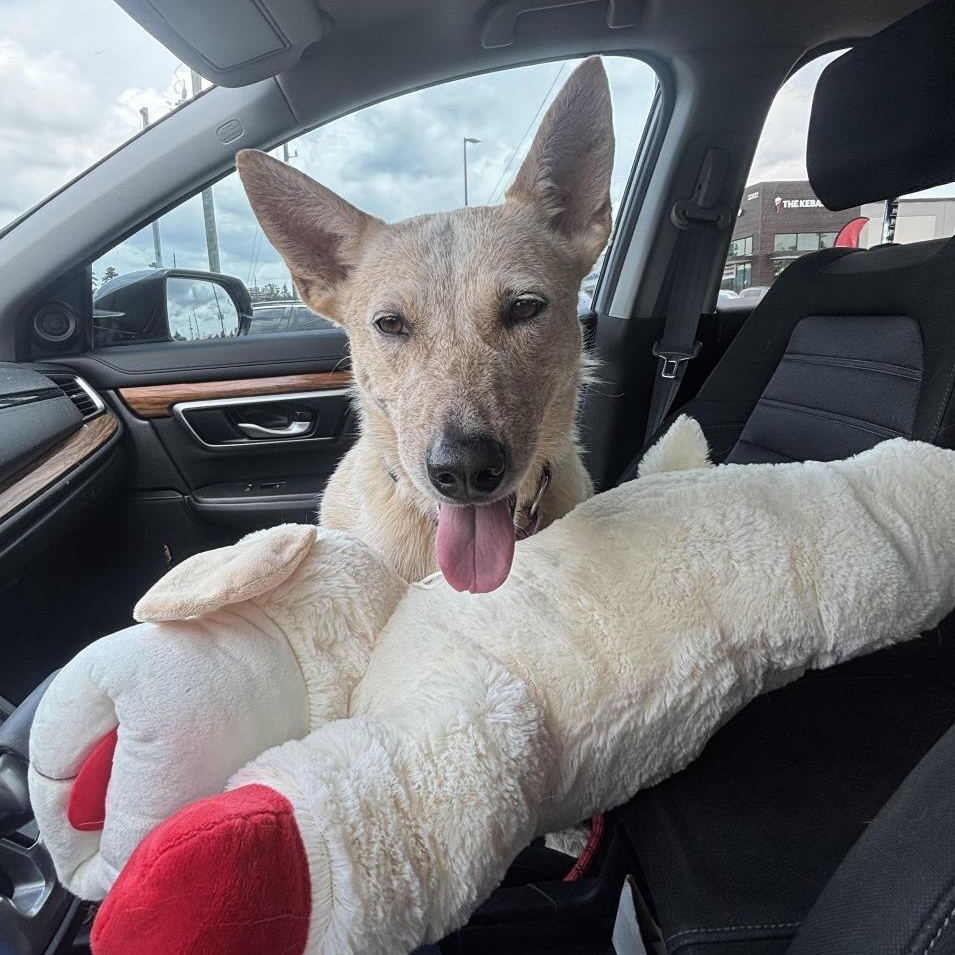 Enlarge Debbie, a Adoptable mixed breed in Missoula, MT image 5/6