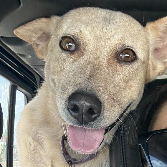 Enlarge Debbie, a Adoptable mixed breed in Missoula, MT image 6/6