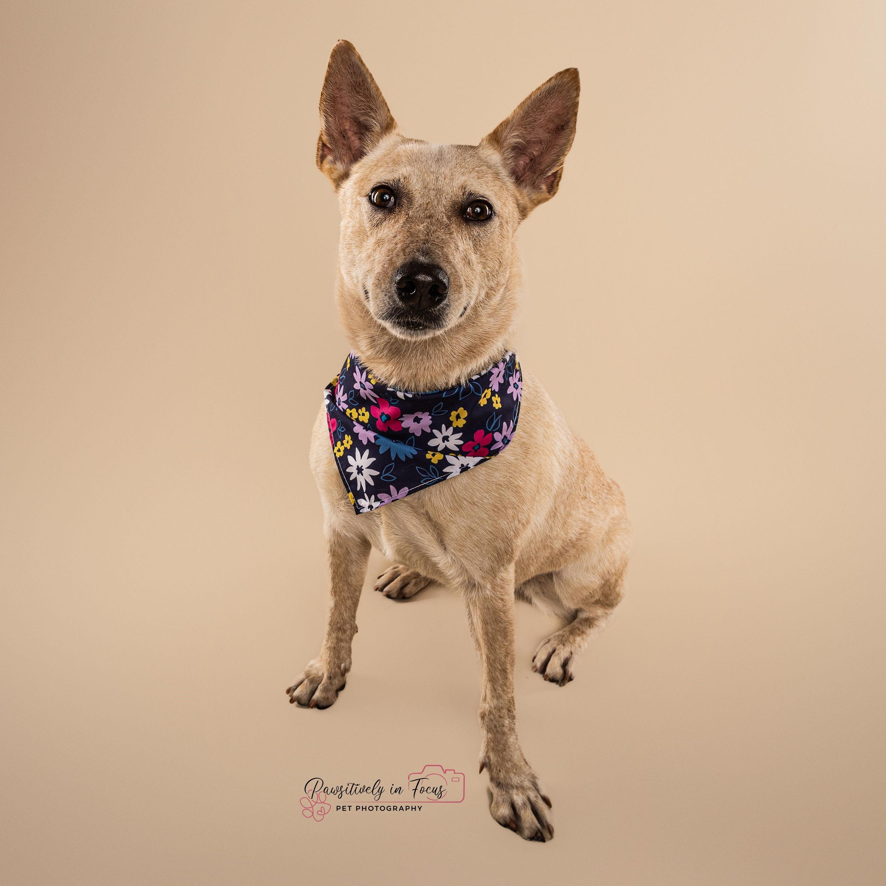Enlarge Debbie, a Adoptable mixed breed in Missoula, MT image 4/6
