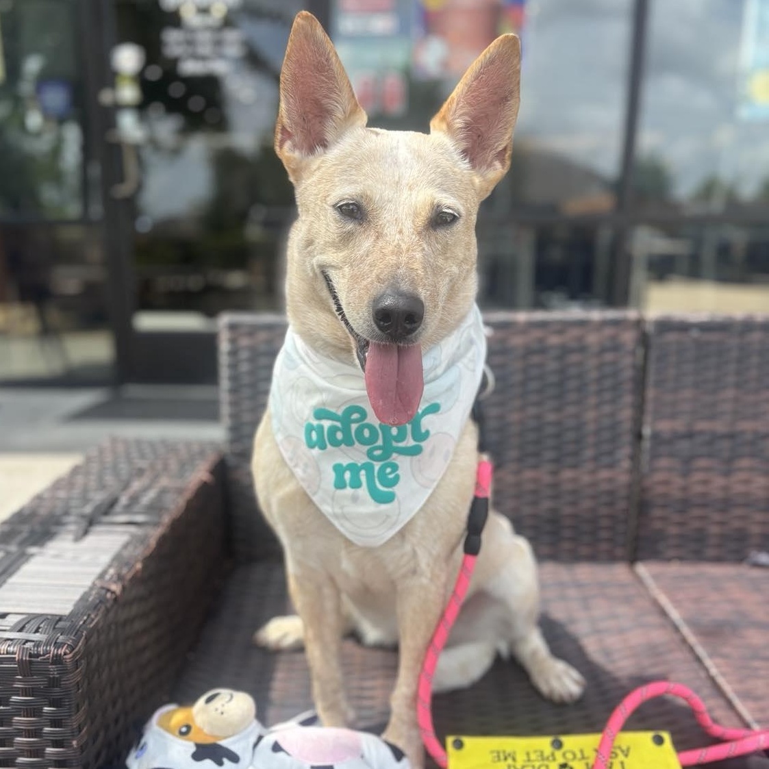 Enlarge Debbie, a Adoptable mixed breed in Missoula, MT image 1/6