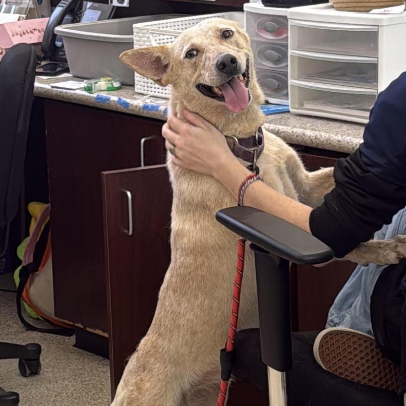 Enlarge Debbie, a Adoptable mixed breed in Missoula, MT image 3/6
