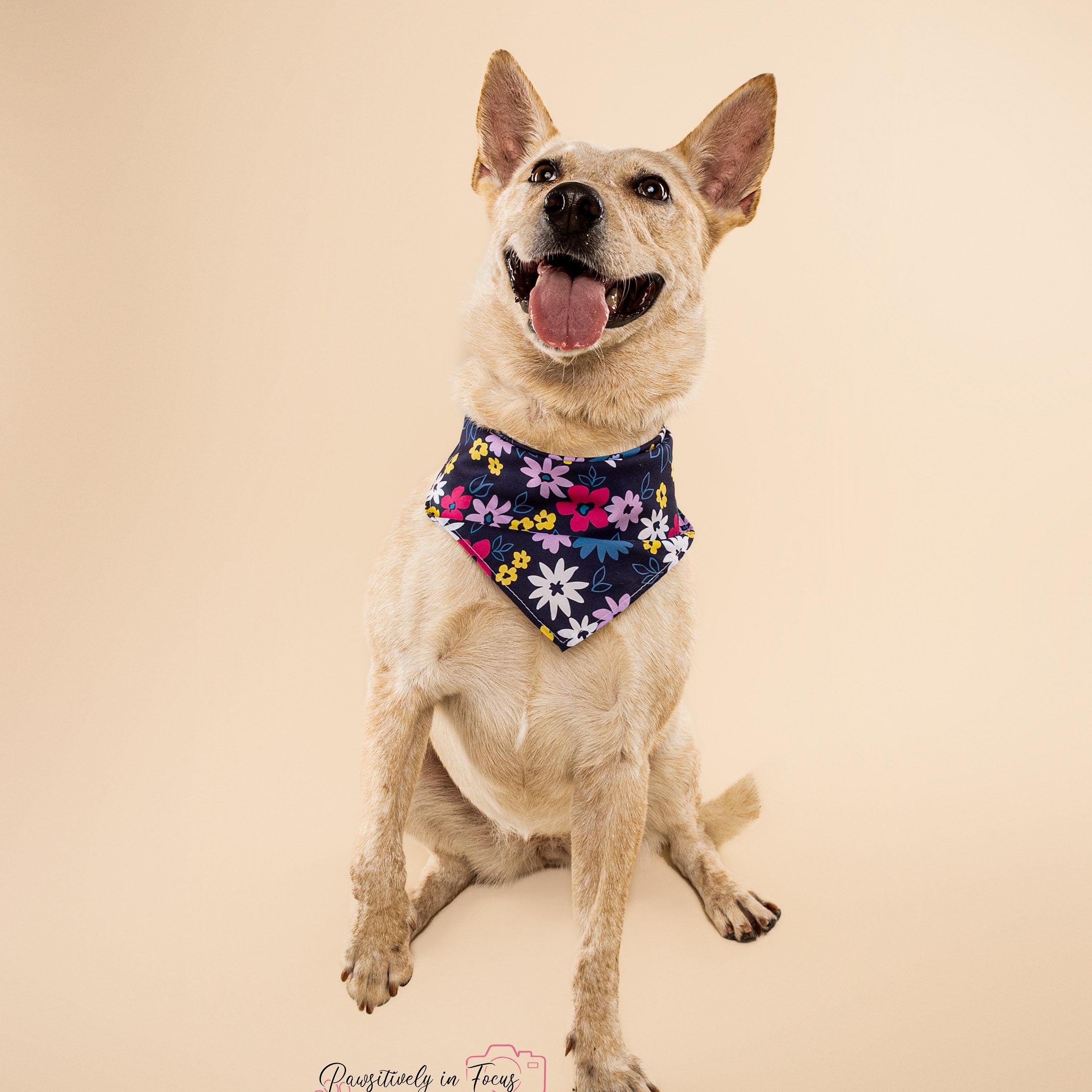 Enlarge Debbie, a Adoptable mixed breed in Missoula, MT image 2/6