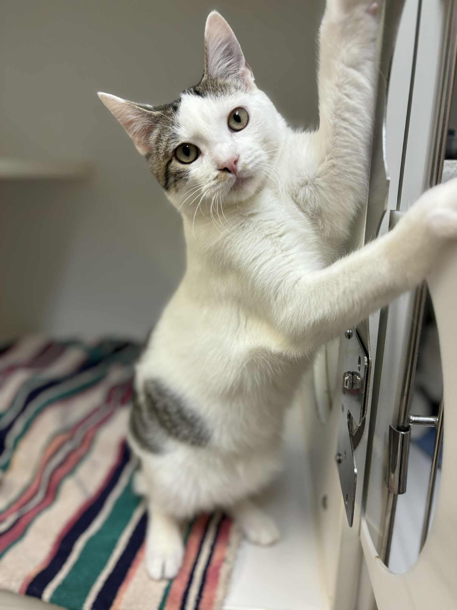 Cinnamon Toast Crunch