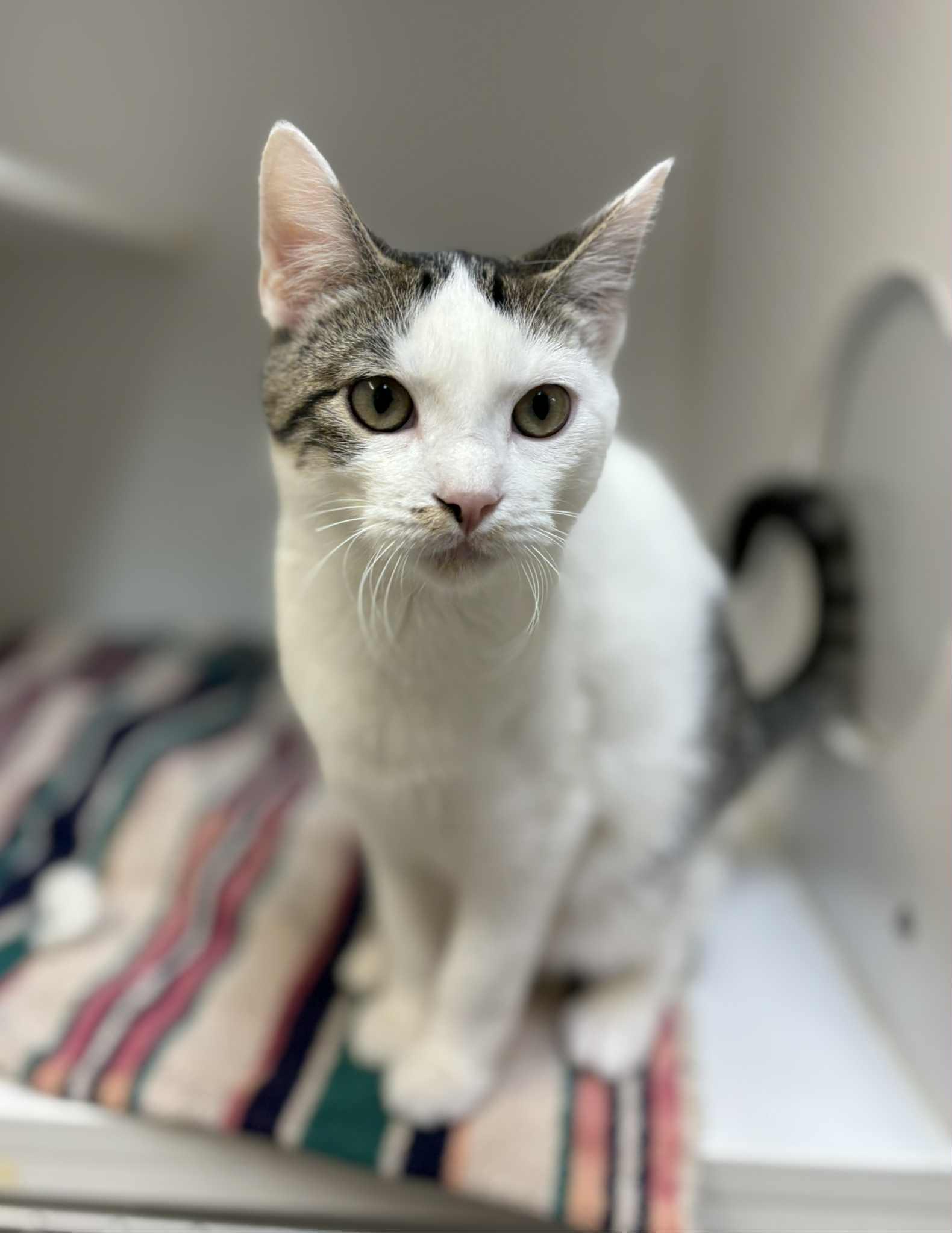 Cinnamon Toast Crunch