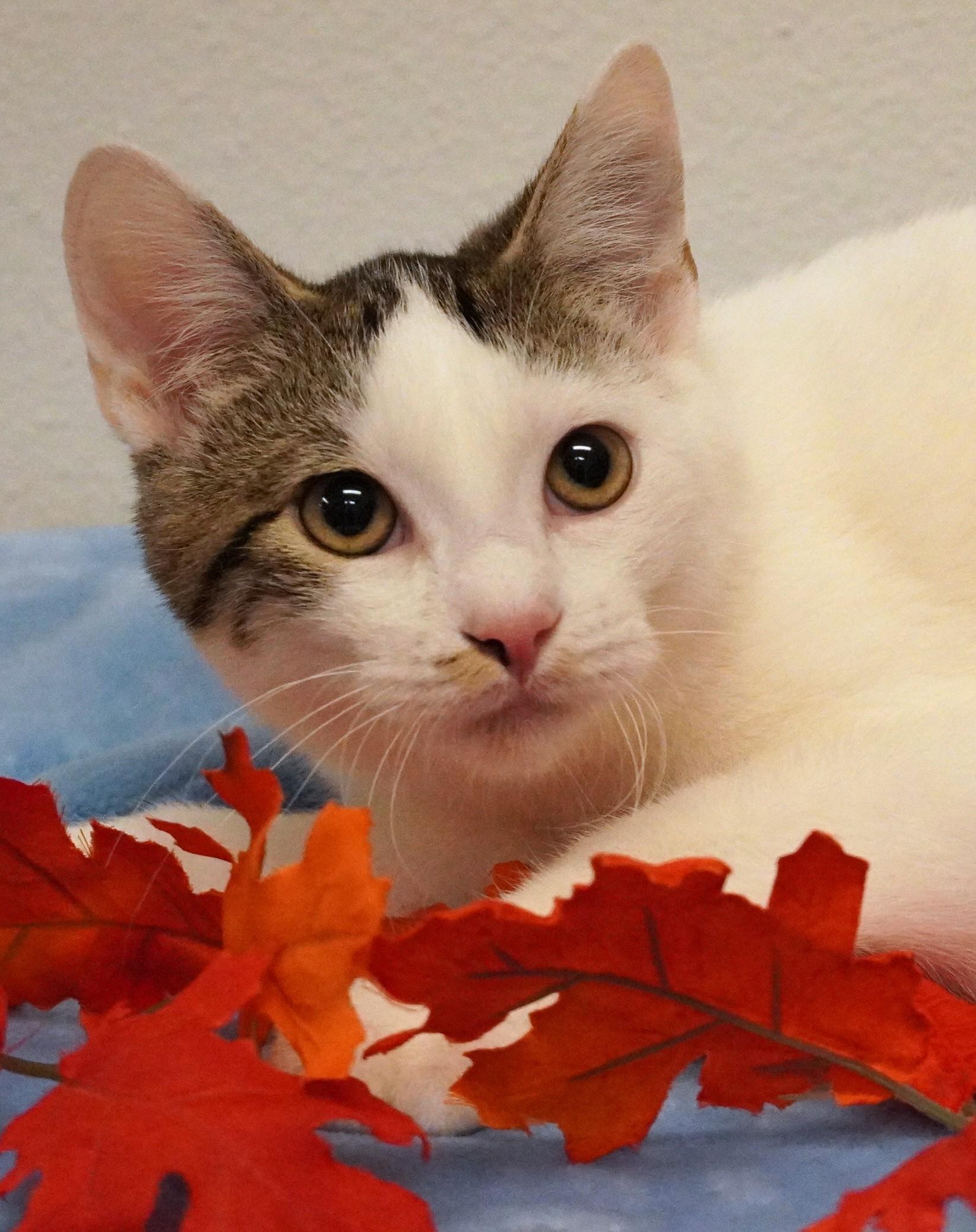 Cinnamon Toast Crunch