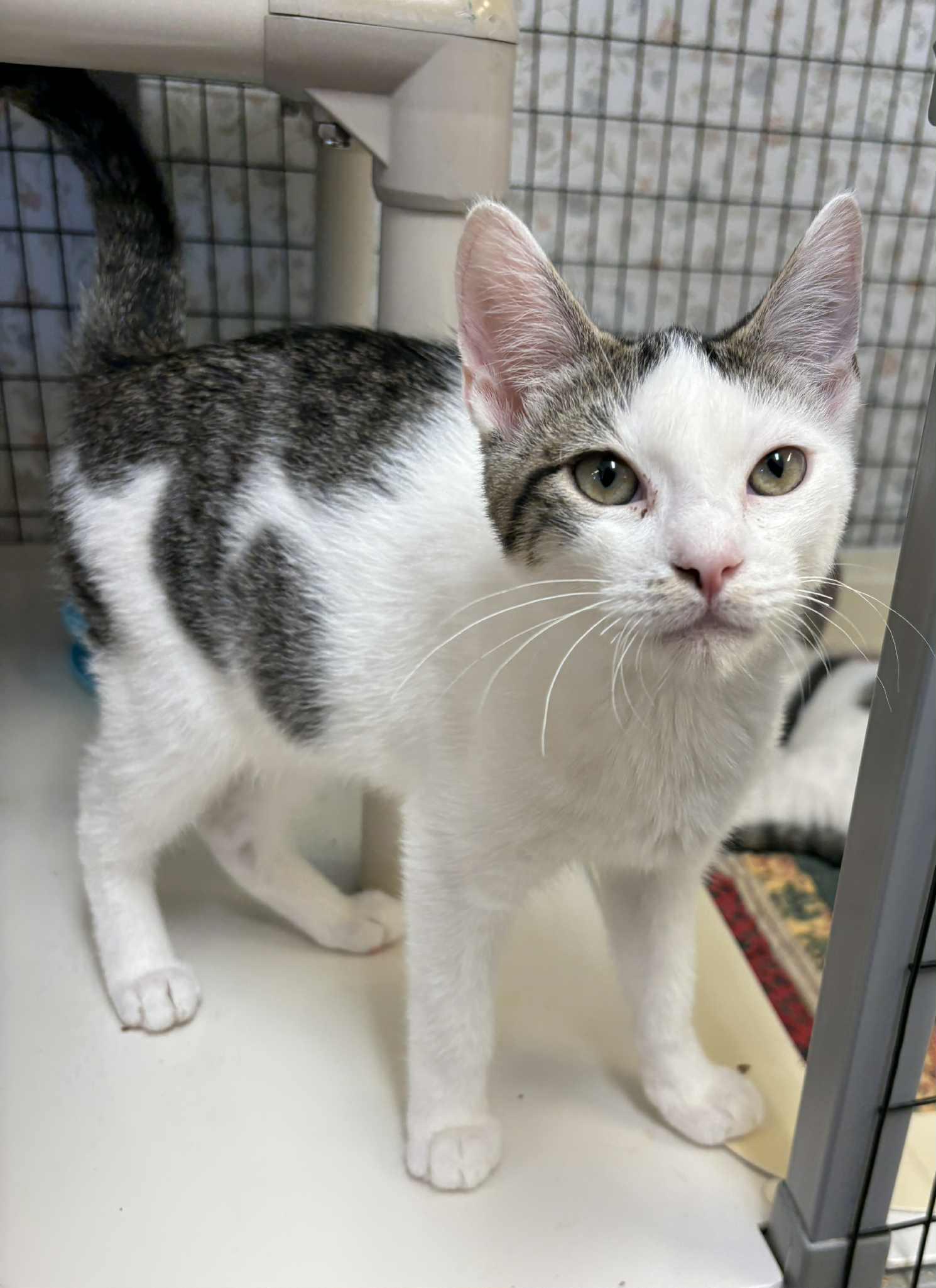 Cinnamon Toast Crunch