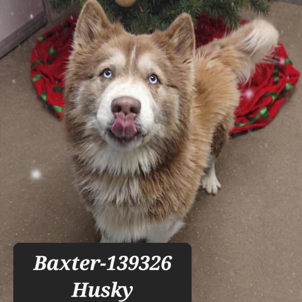 Enlarge Baxter, a Adoptable Husky in New Tazewell, TN image 1/1