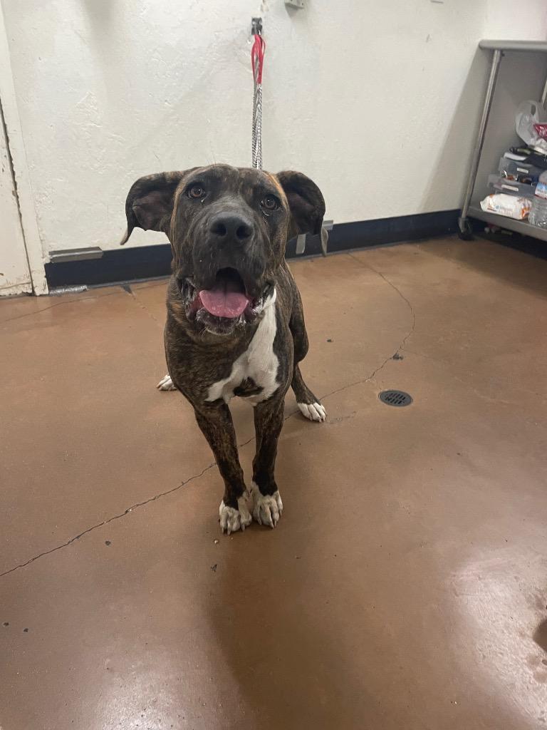Daisy Ray, Adoptable, Puppy Female Mastiff & Mixed Breed.
