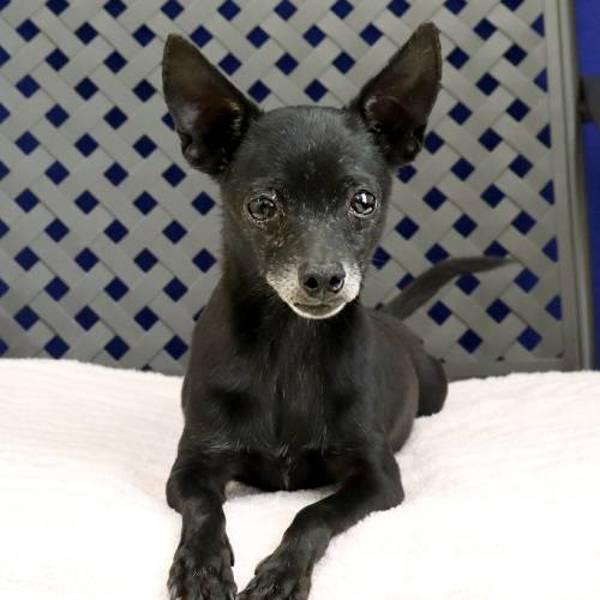 Enlarge Gomez, a Adoptable mixed breed in Fort Davis, TX image 2/2