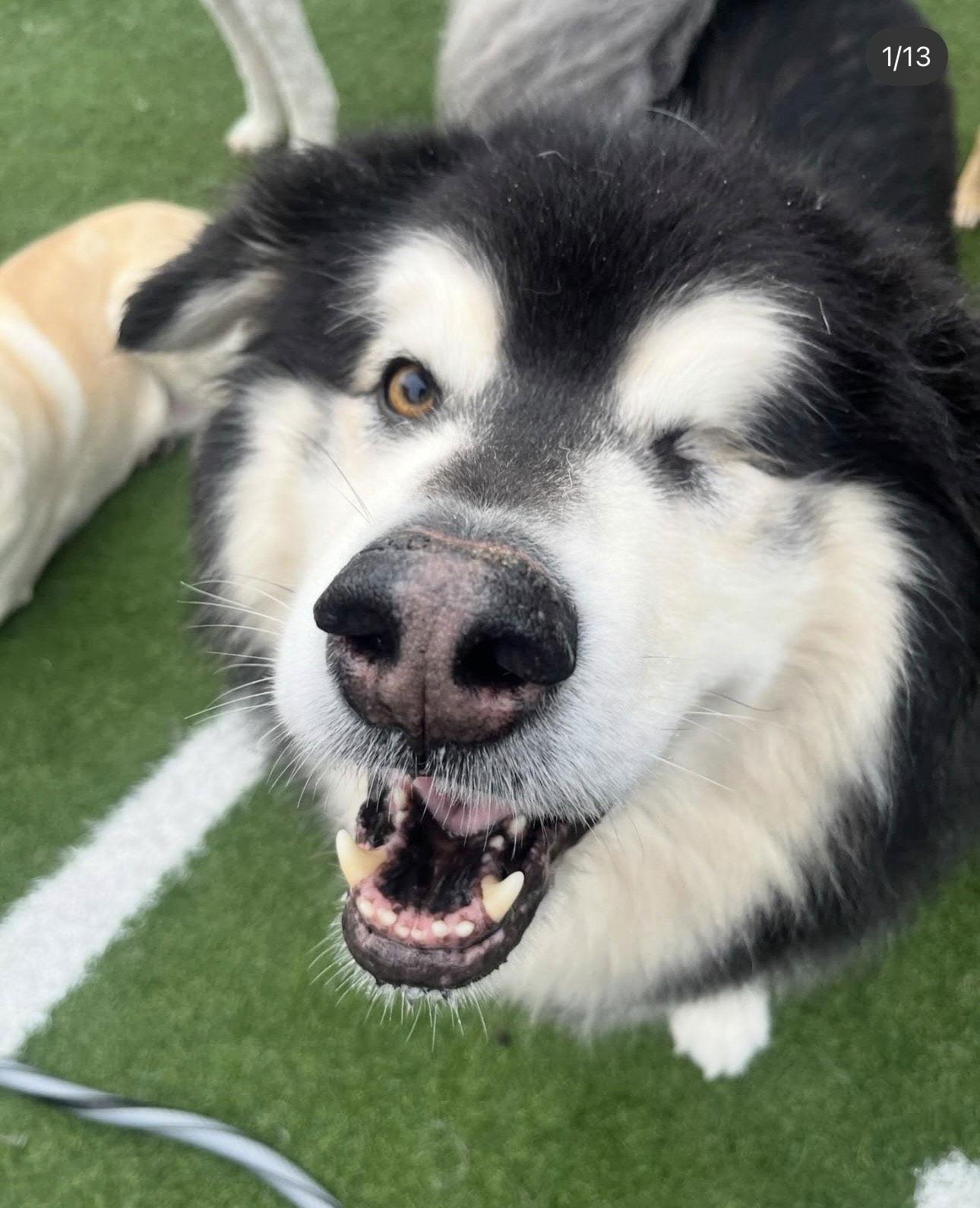 Enlarge ODIN, a Adoptable Alaskan Malamute in Seattle, WA image 1/3