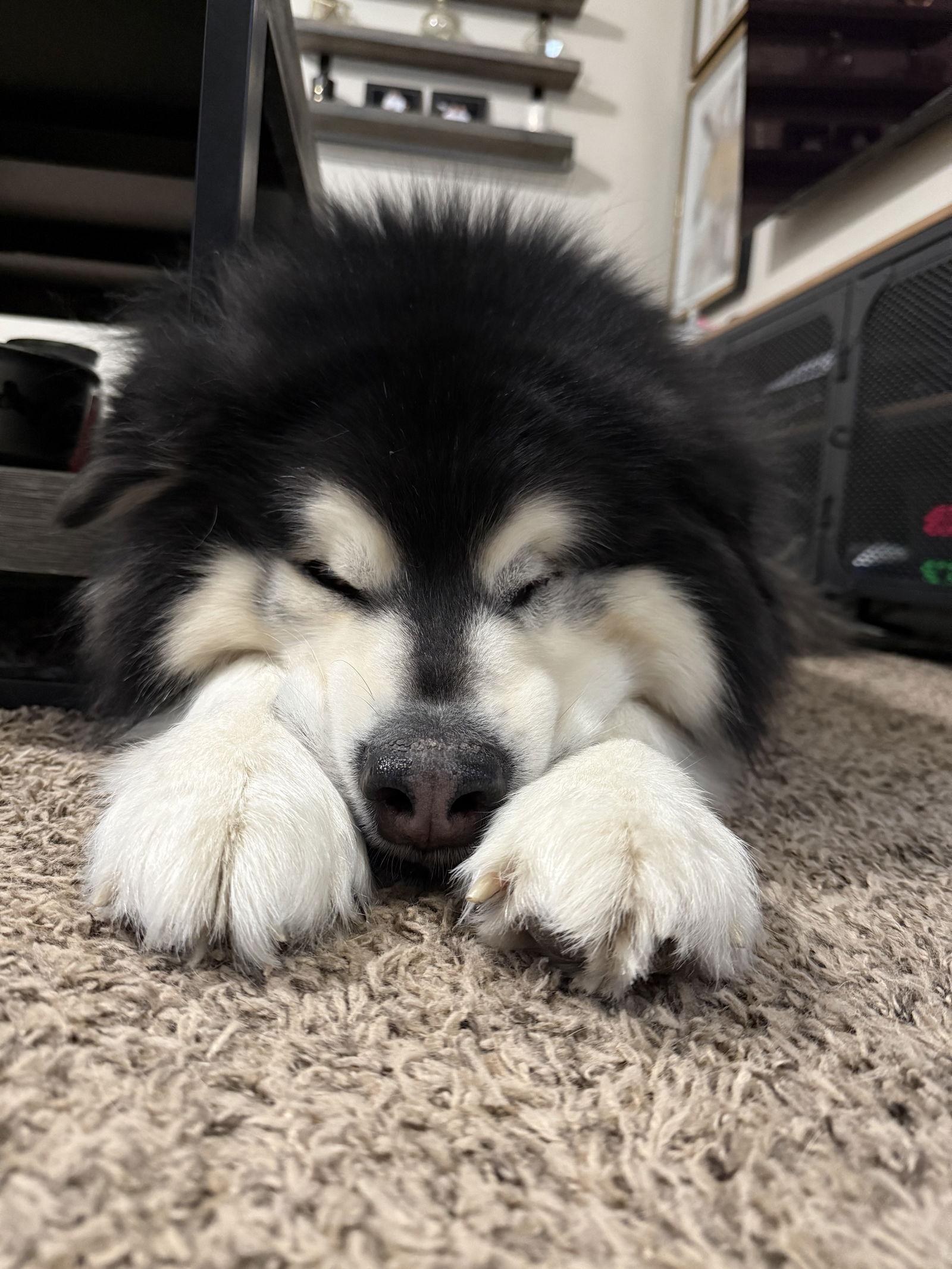 Enlarge ODIN, a Adoptable Alaskan Malamute in Seattle, WA image 2/3