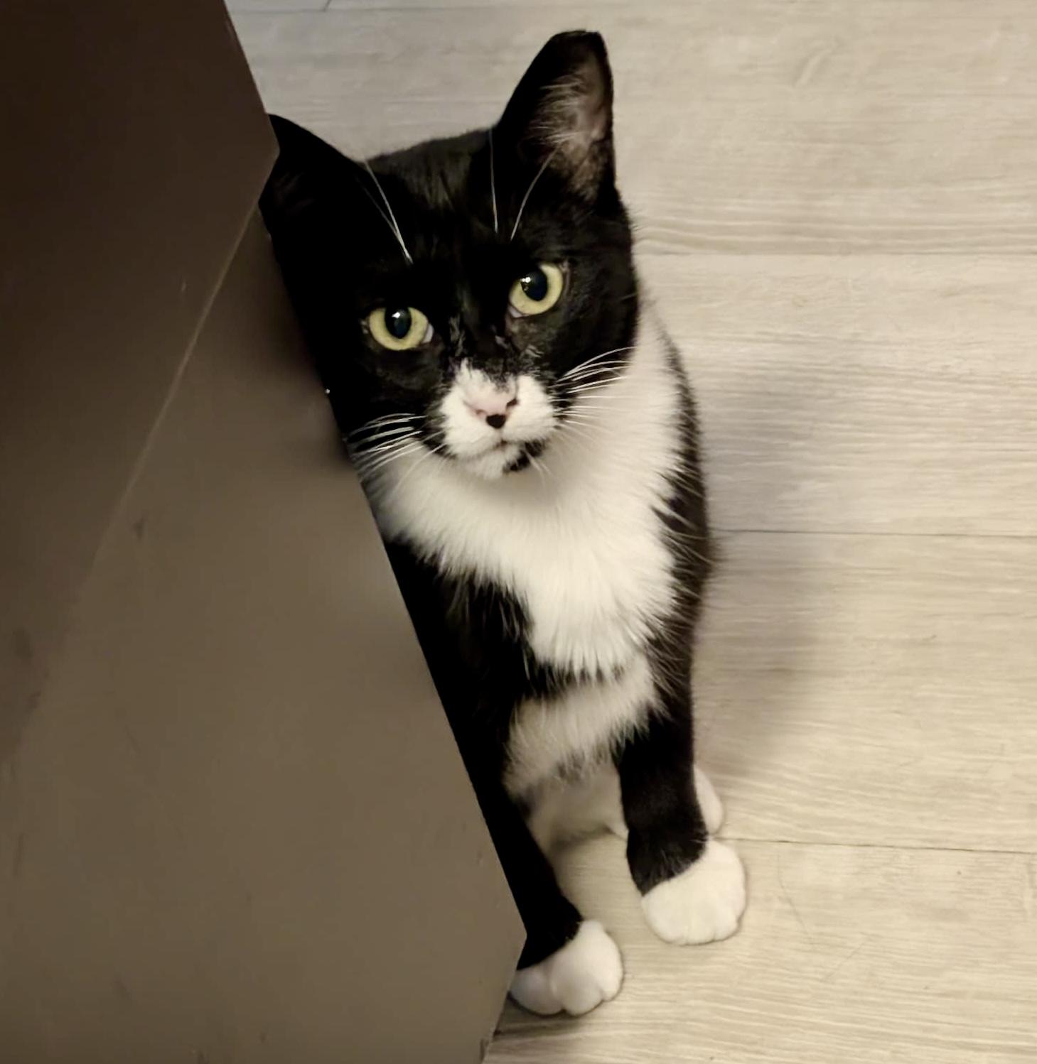 Honour, a ADOPTABLE mixed breed in Toronto, ON image 2/6