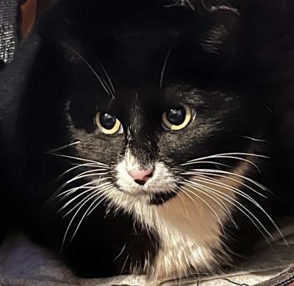 Honour, a ADOPTABLE mixed breed in Toronto, ON image 3/6