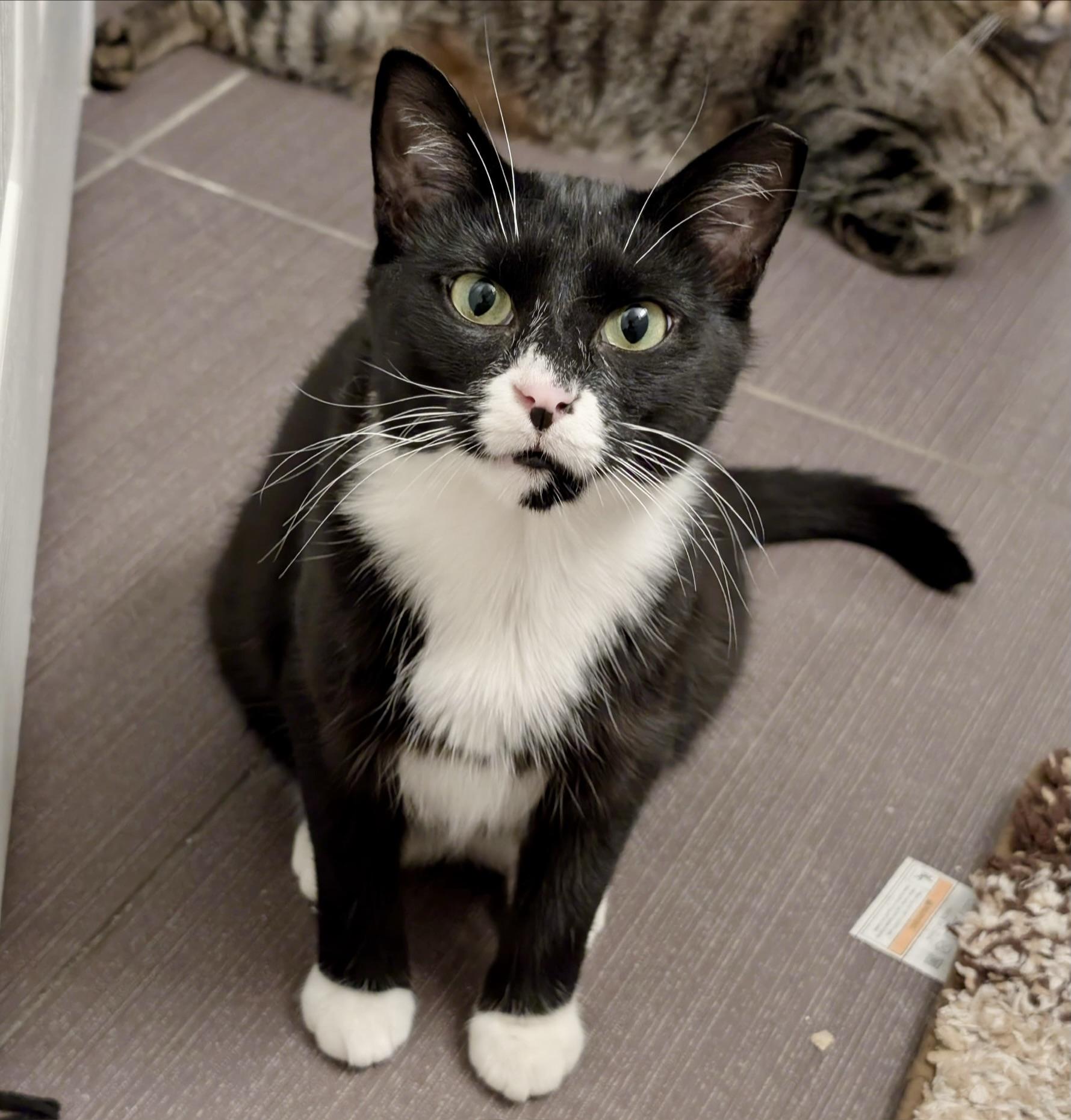 Honour, a ADOPTABLE mixed breed in Toronto, ON image 4/6