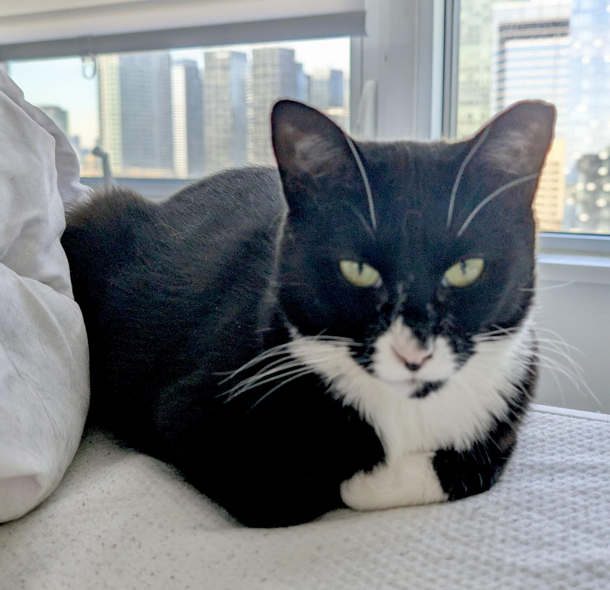Honour, a ADOPTABLE mixed breed in Toronto, ON image 1/6