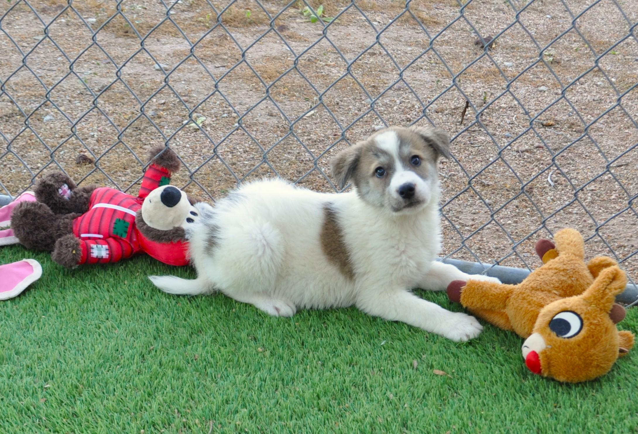 Confetti, adopted, Puppy Female Border Collie & Cattle Dog.