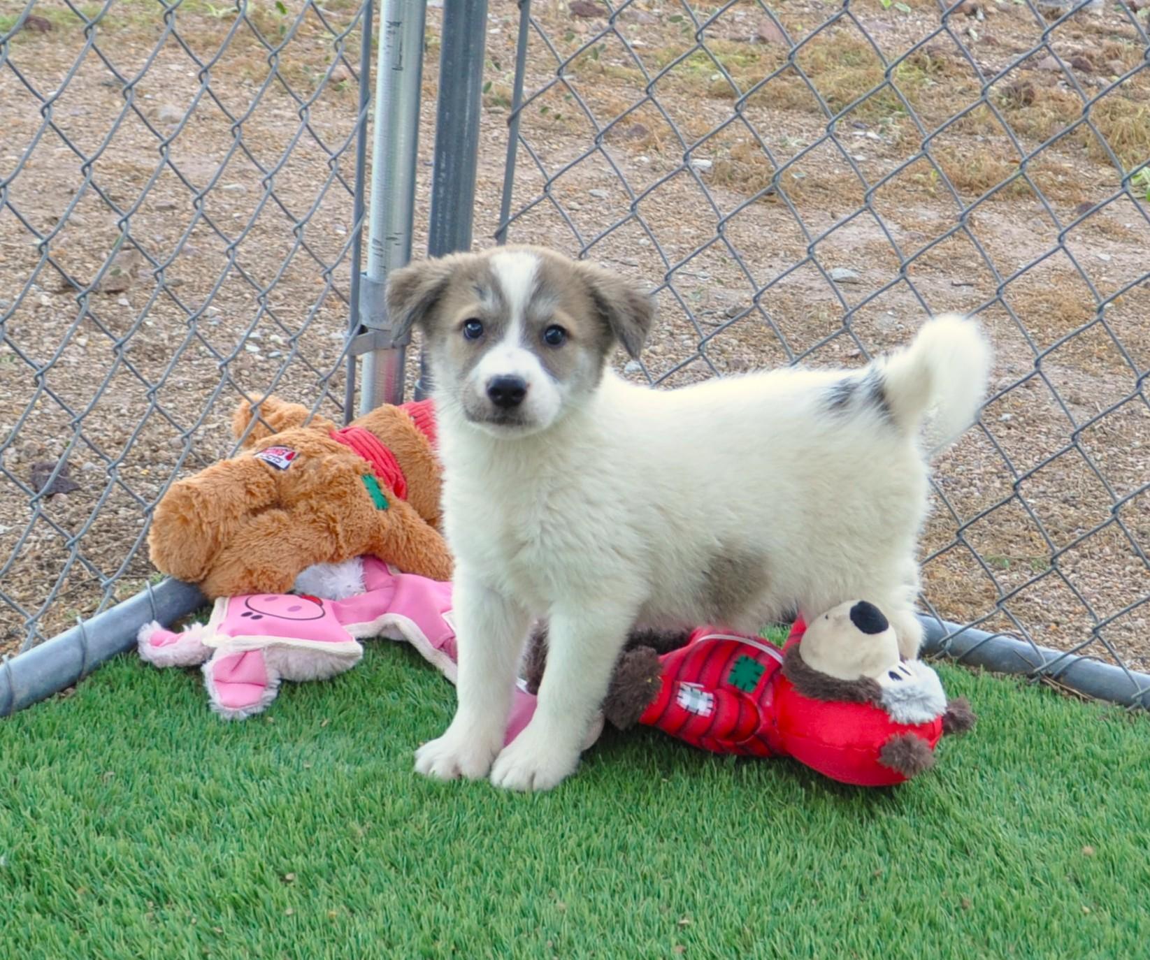 Enlarge Confetti, an adopted mixed breed in Apache Junction, AZ image 3/4