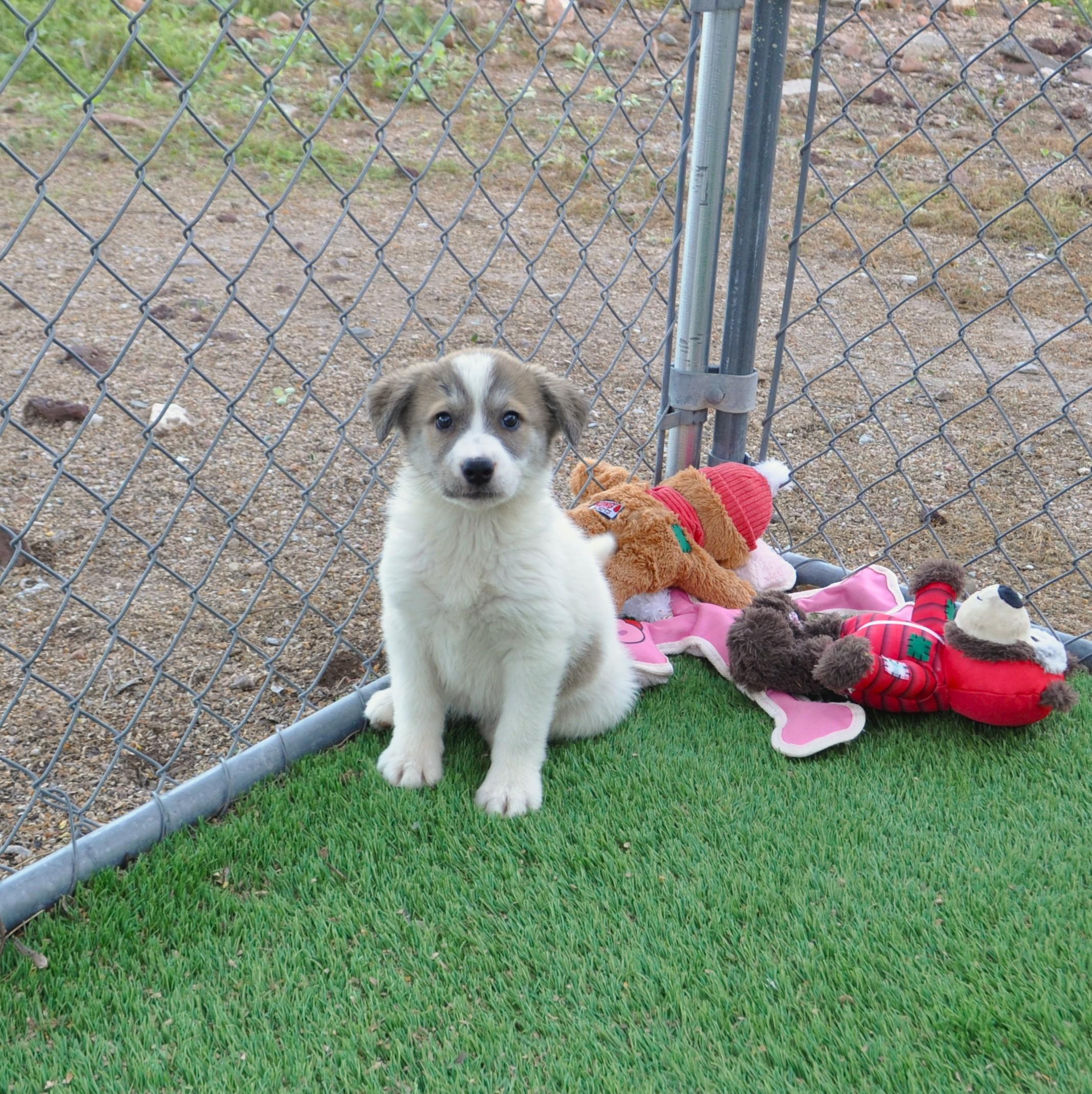 Enlarge Confetti, an adopted mixed breed in Apache Junction, AZ image 2/4